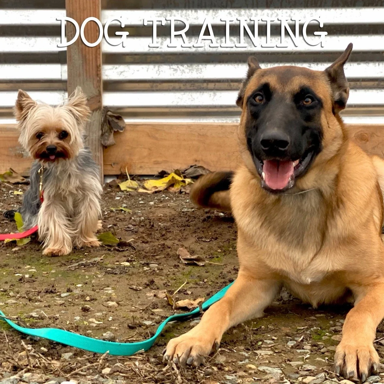 Two dogs, a small fluffy Yorkshire Terrier and a large smiling Belgian Malinois, sitting outdoors on dirt ground in front of a wooden and metal fence, with the words 'Dog Training' written at the top.