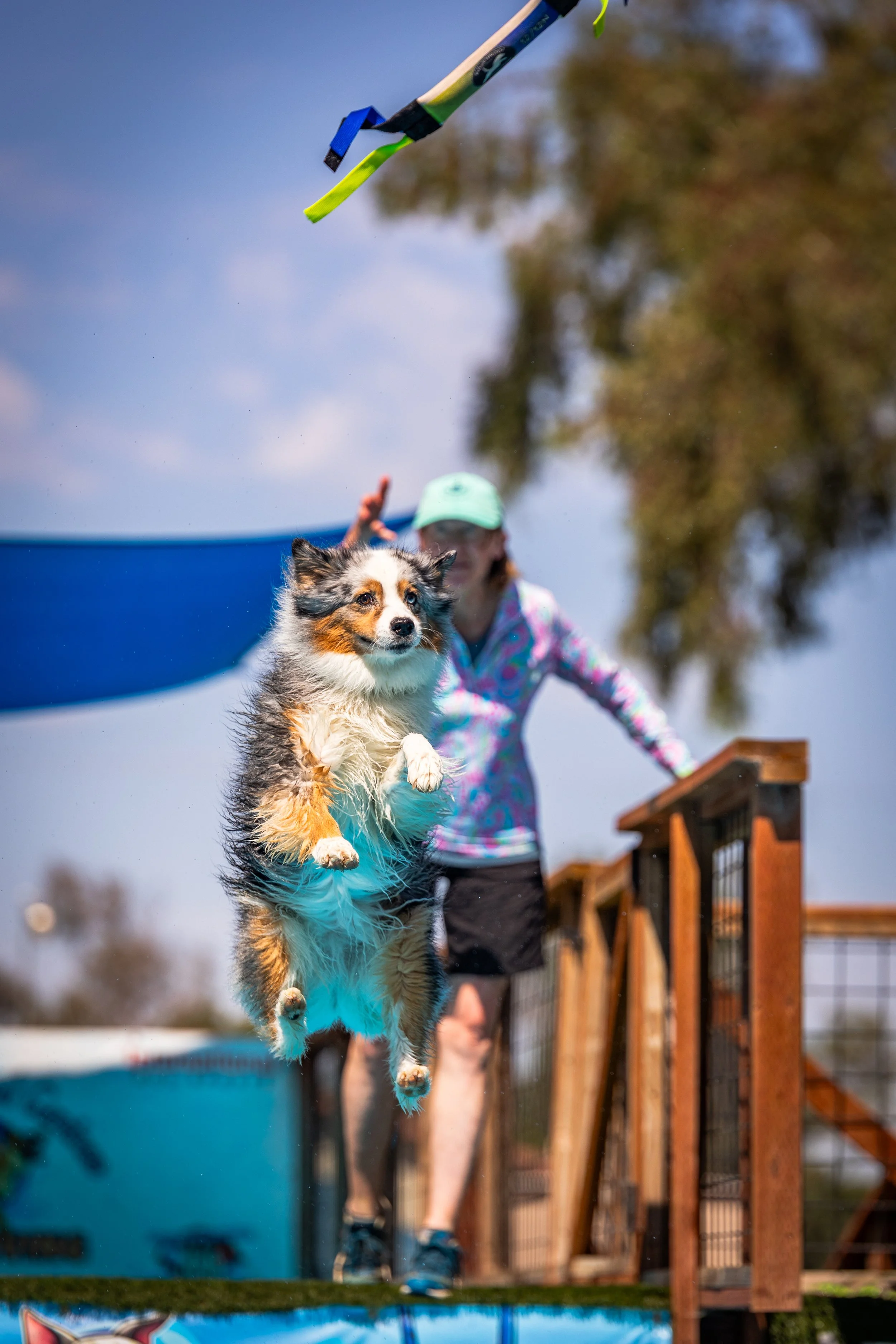 A dog, possibly an Australian Shepherd, jumping off a platform during a dog agility training or competition, with a woman in the background watching.