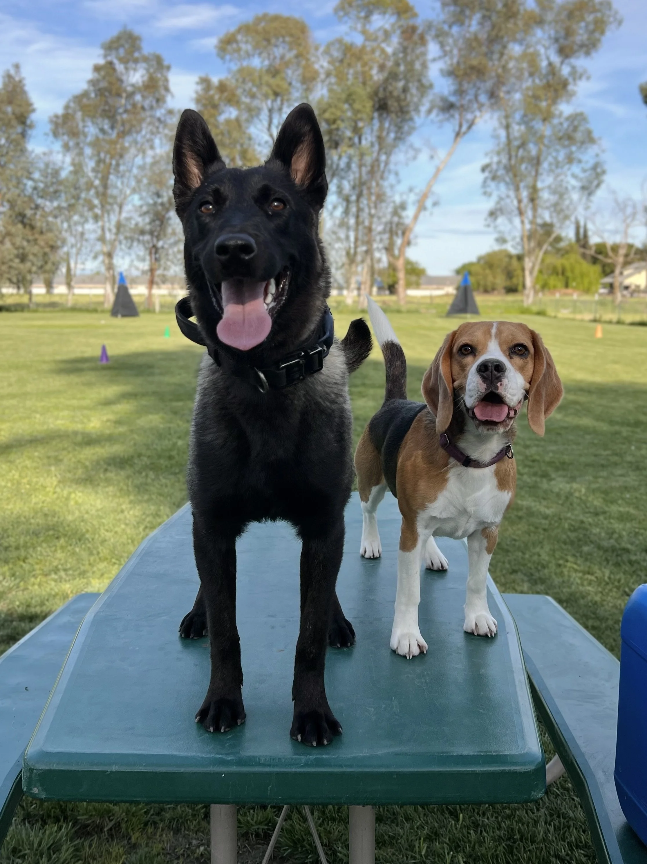 Two dogs, a black Dutch Shepherd and a brown and white Beagle, standing on a green surface outdoors with grass and trees in the background, under a blue sky.