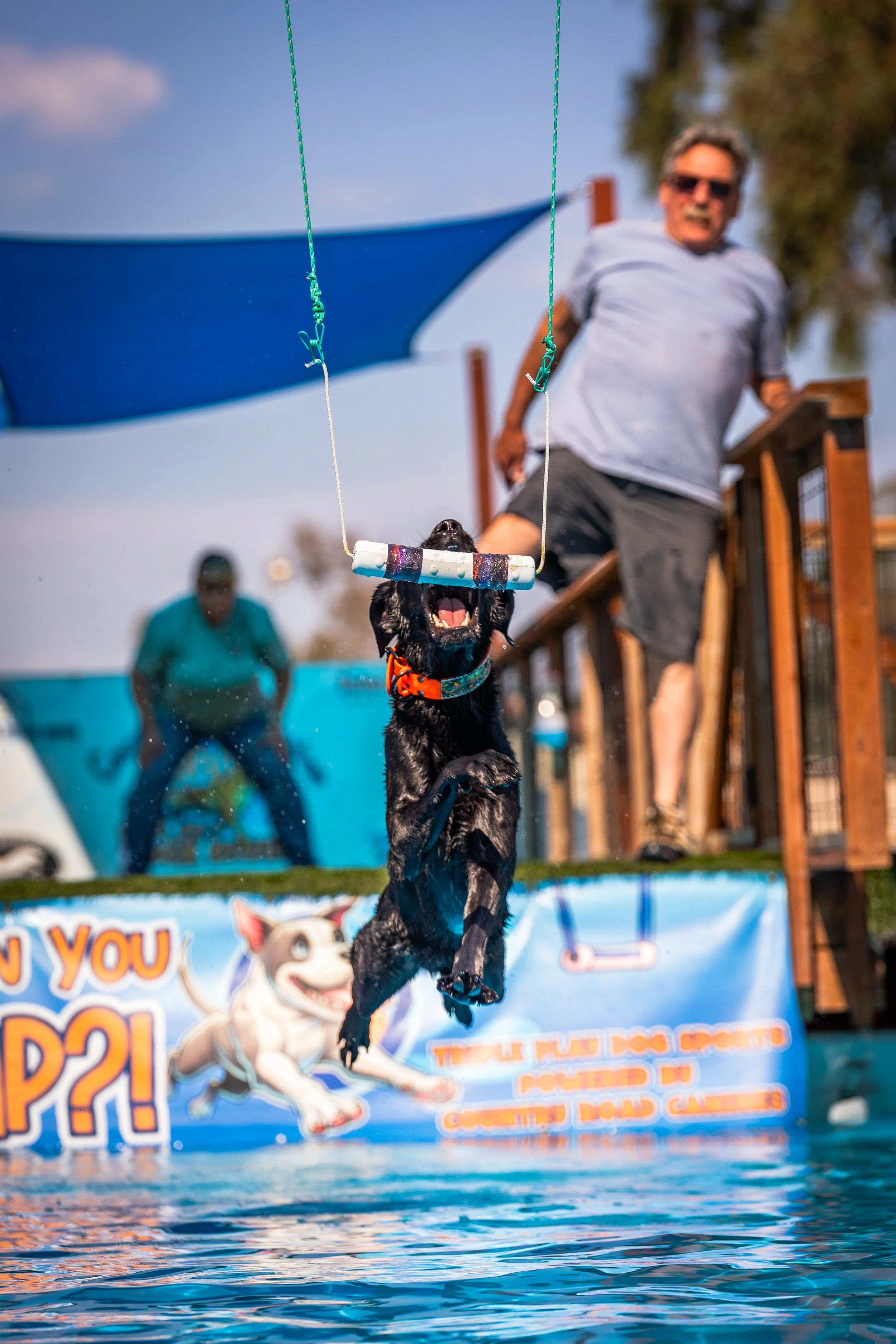 A black dog jumping out of a swimming pool holding a stick in its mouth during a dog swimming event, with people watching in the background and a colorful banner on the pool side.
