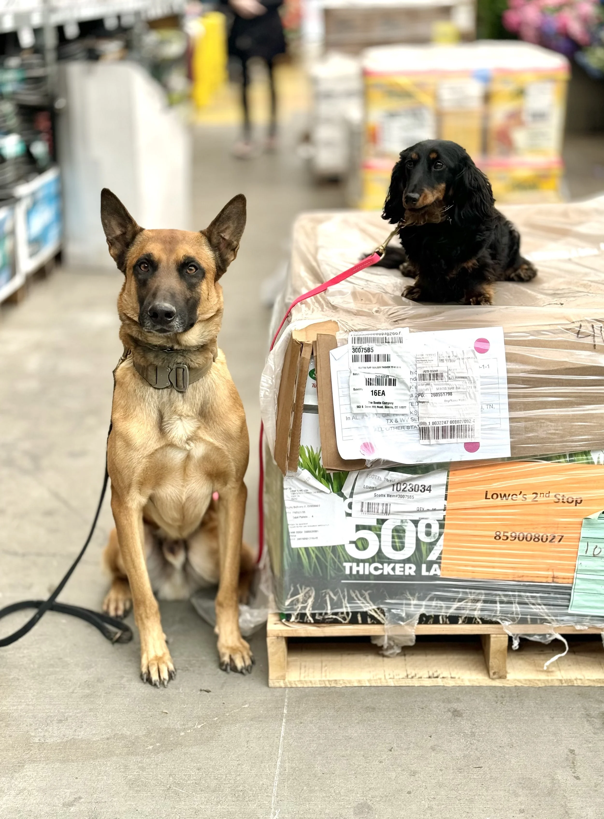 A tan and black dog with pointed ears sitting next to a black and tan Dachshund puppy on a raised surface in a store aisle.