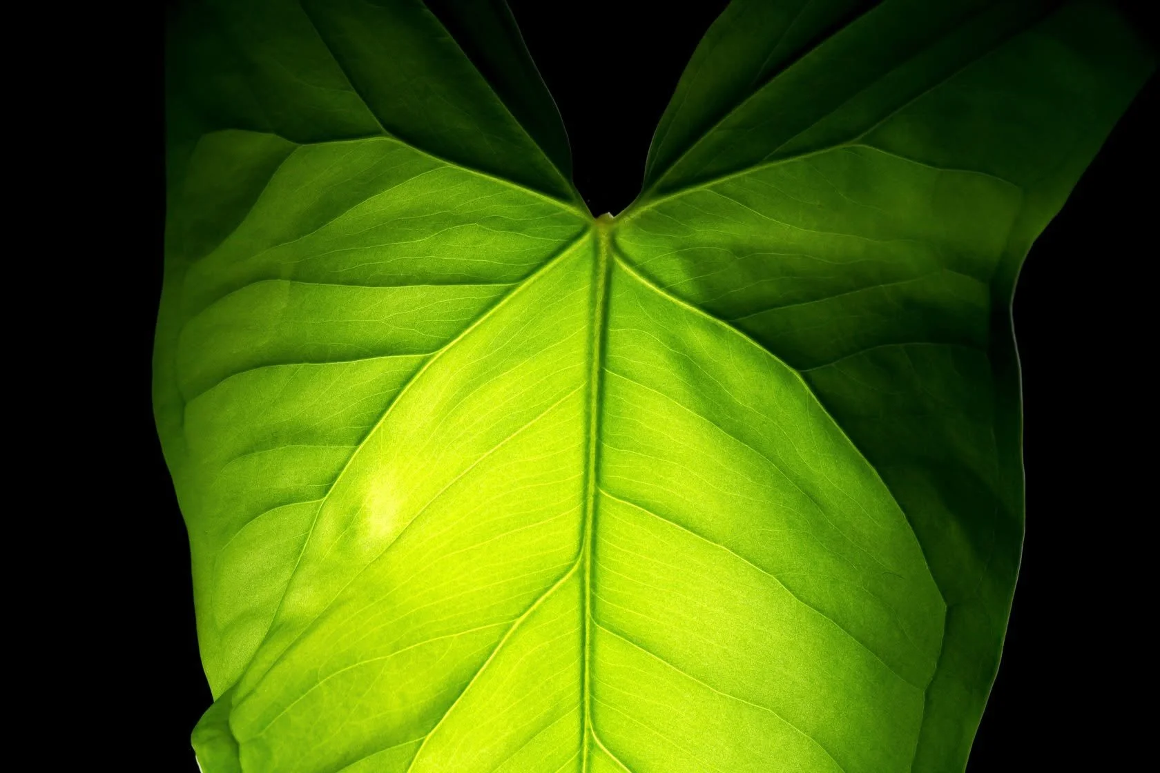 leaf.jpg