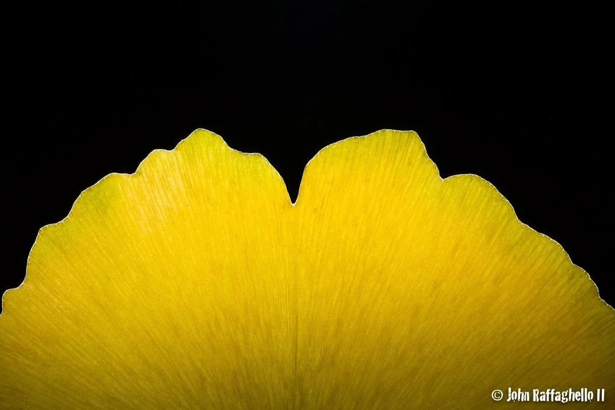 leaf 2.jpg