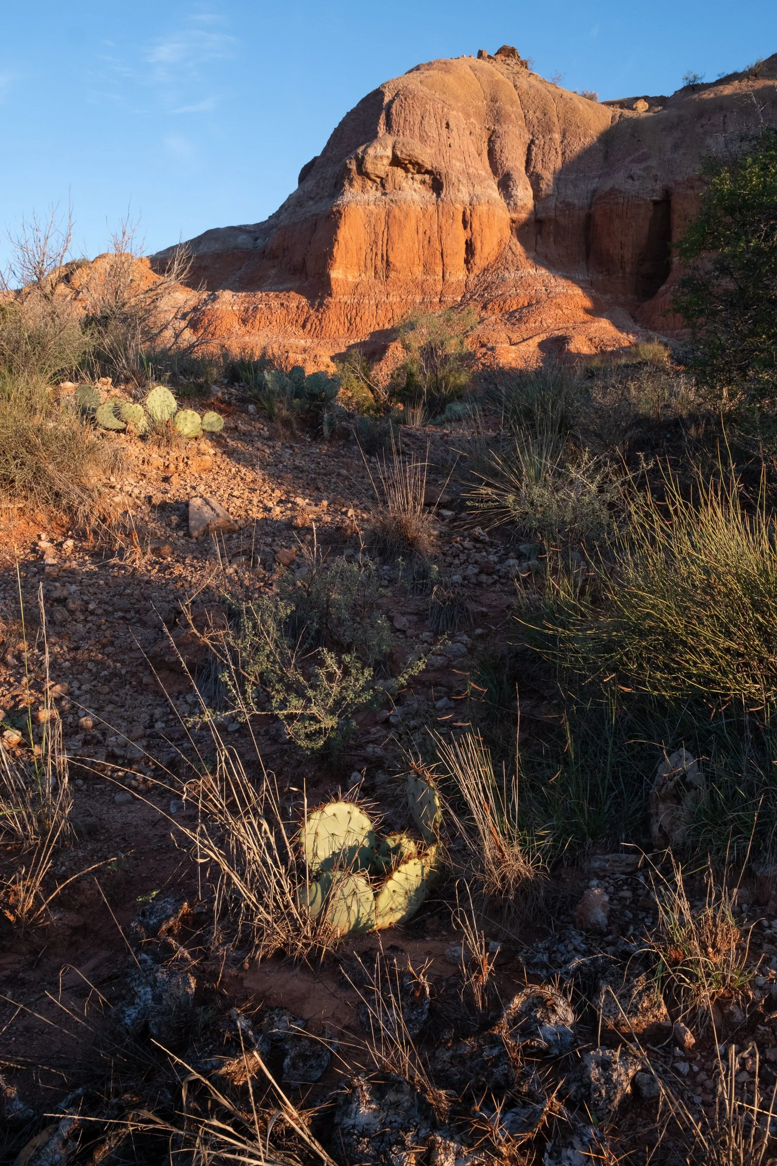 The park is full of prickly cactus life. Very prickly!