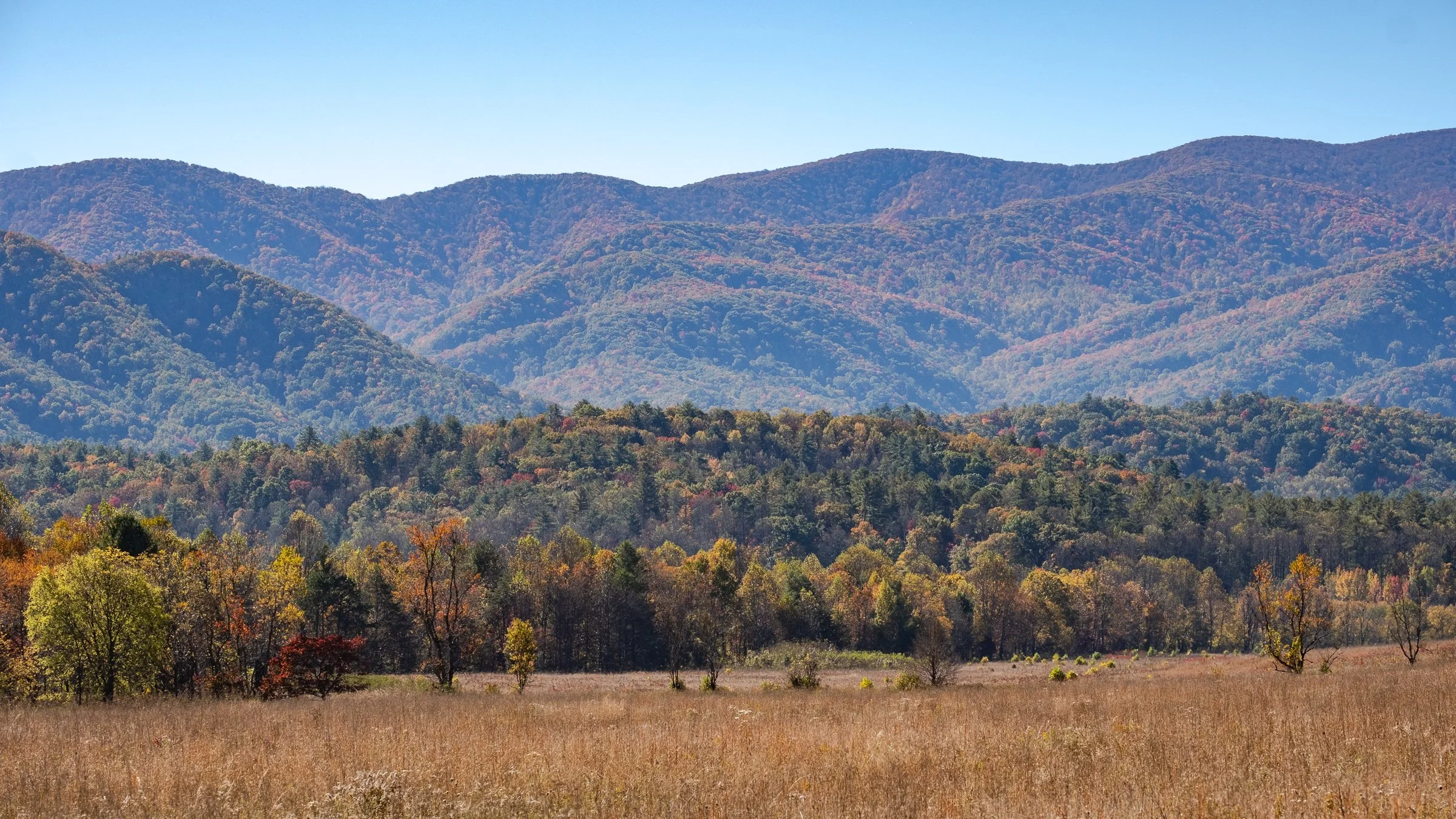 Cade's Cove meadow.
