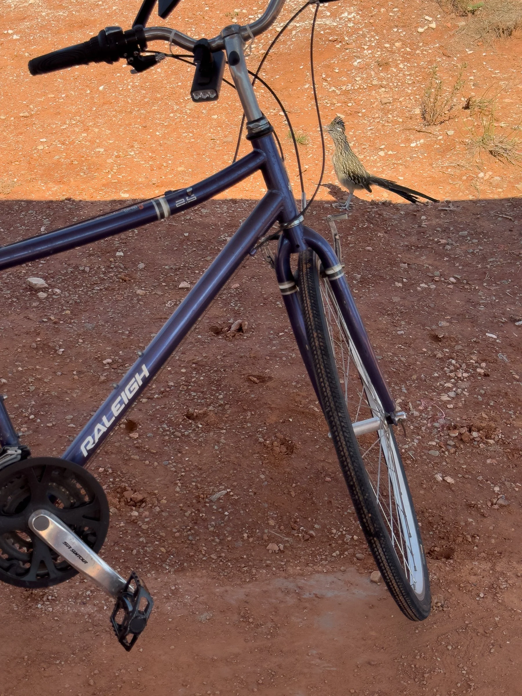 Roadrunner vs bike: who's faster?