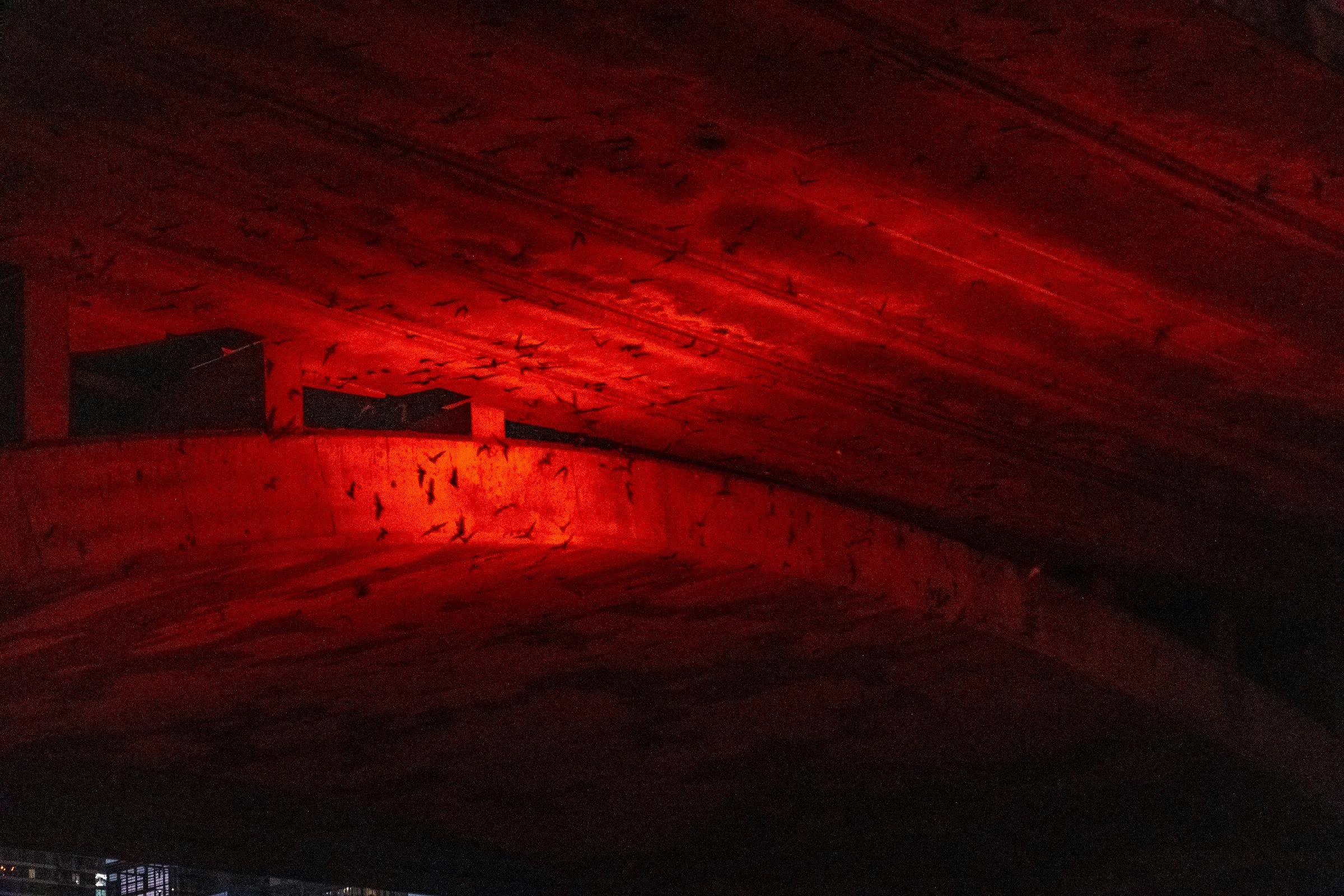 A 1980 renovation created an inviting maternity roost for the migrating bats.