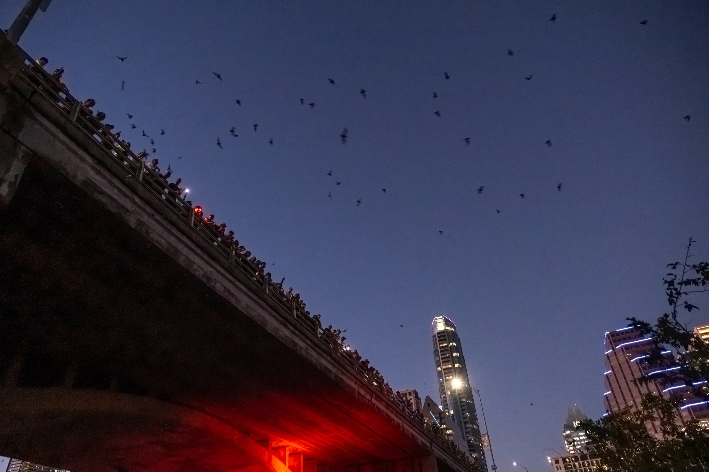 Supposedly, the red lights help make the bats more visible in the darkening evening.