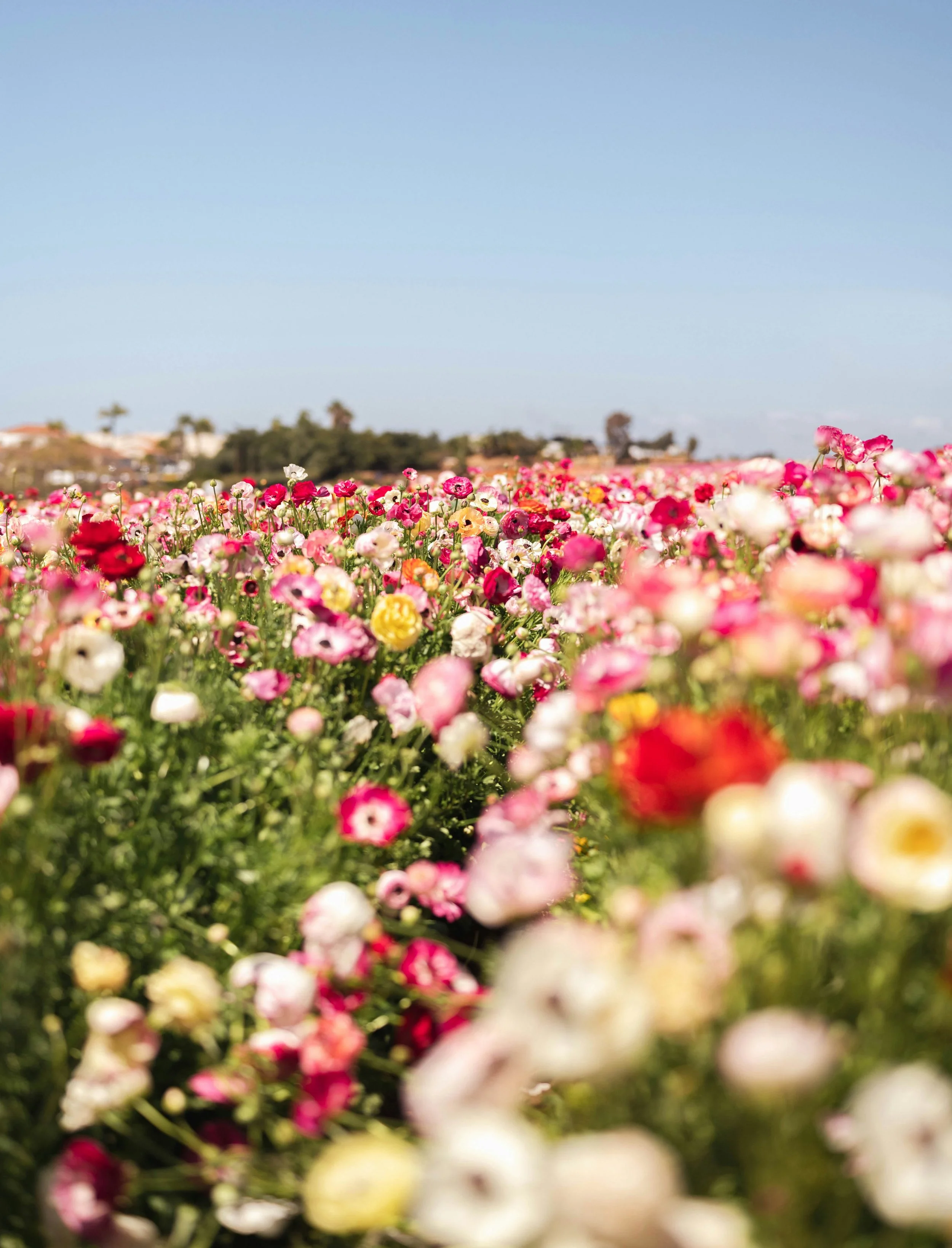 A vibrant field of multicolored flowers under a clear blue sky with trees and buildings in the background.
