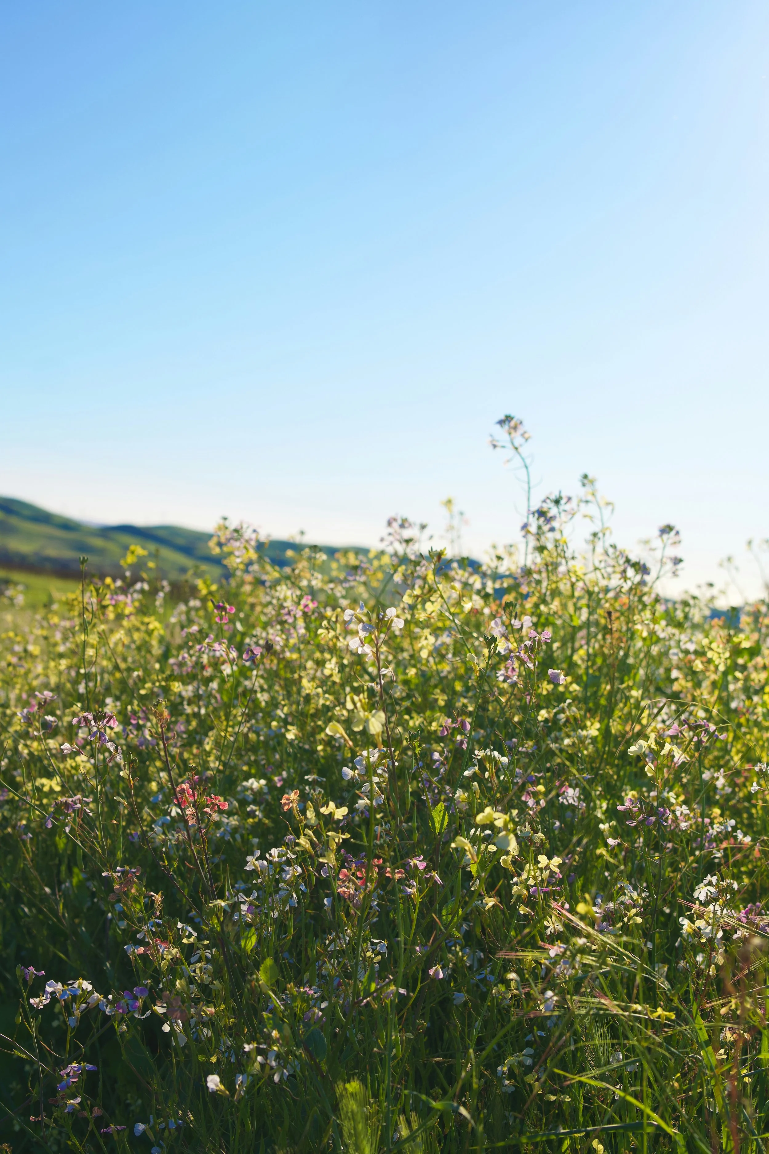 A field of small colorful wildflowers under a clear blue sky with distant green hills.