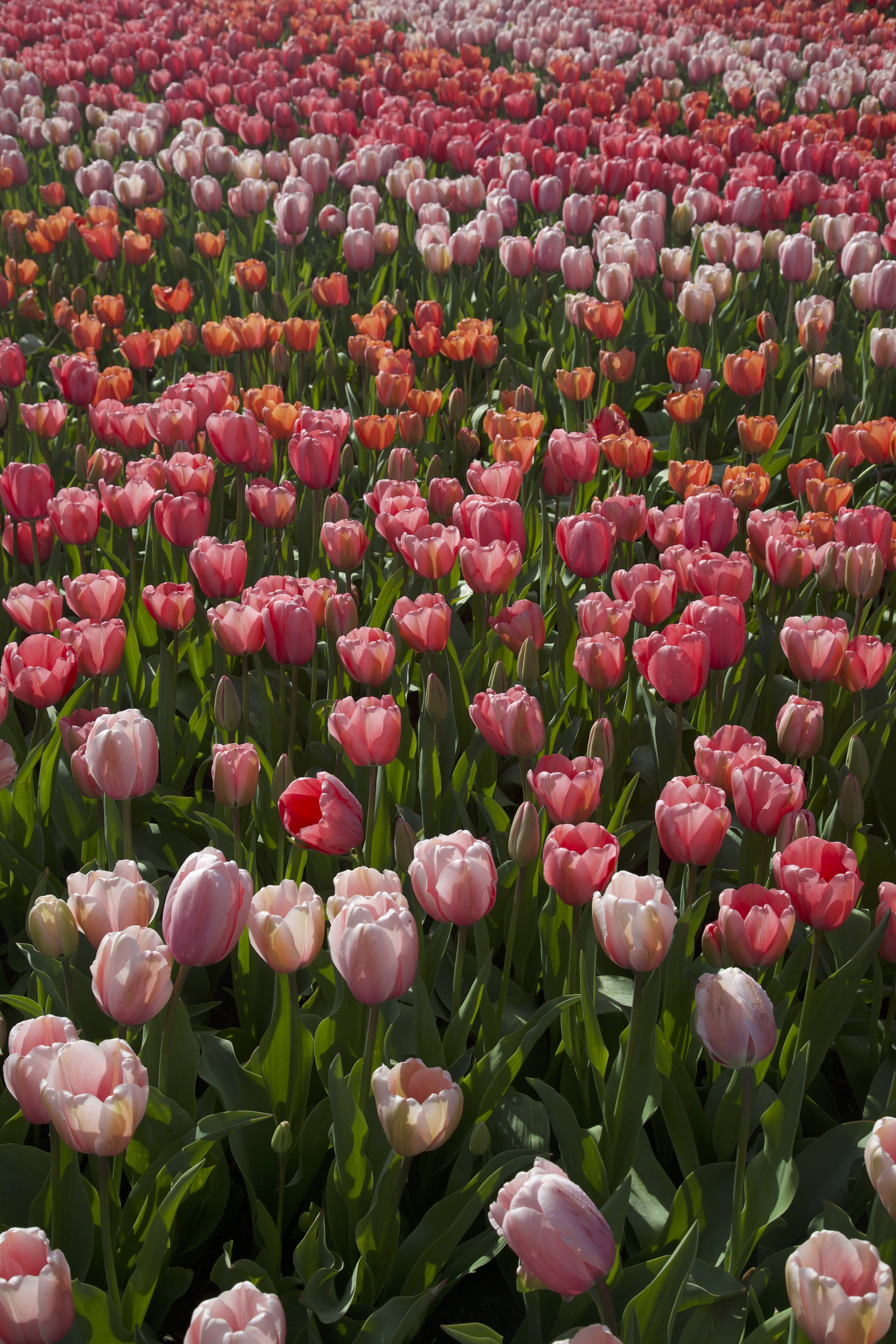 862A7407 copy.jpg