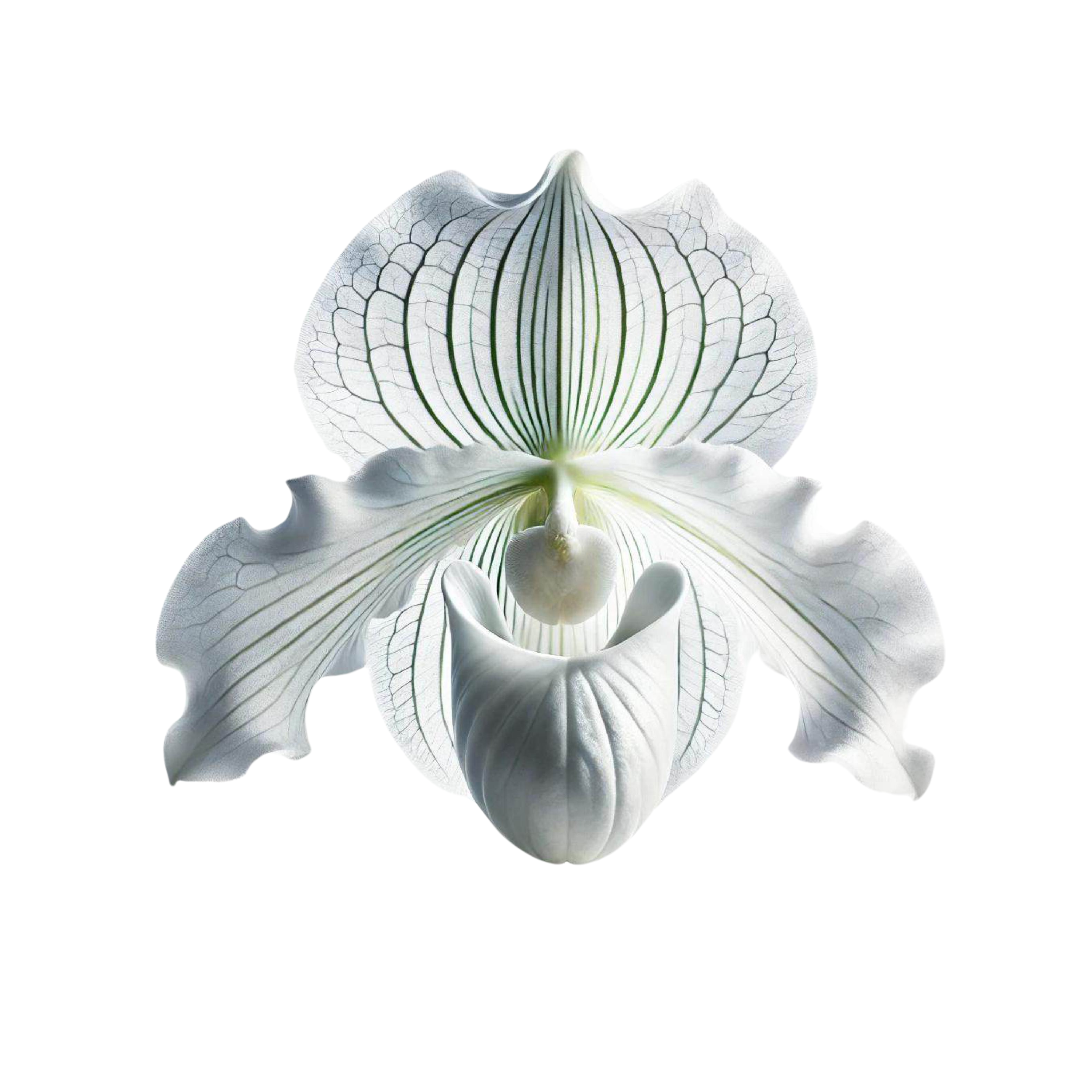 fairyladyorchid.png