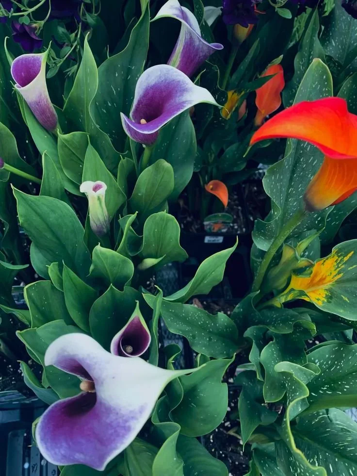calla lilies.jpeg