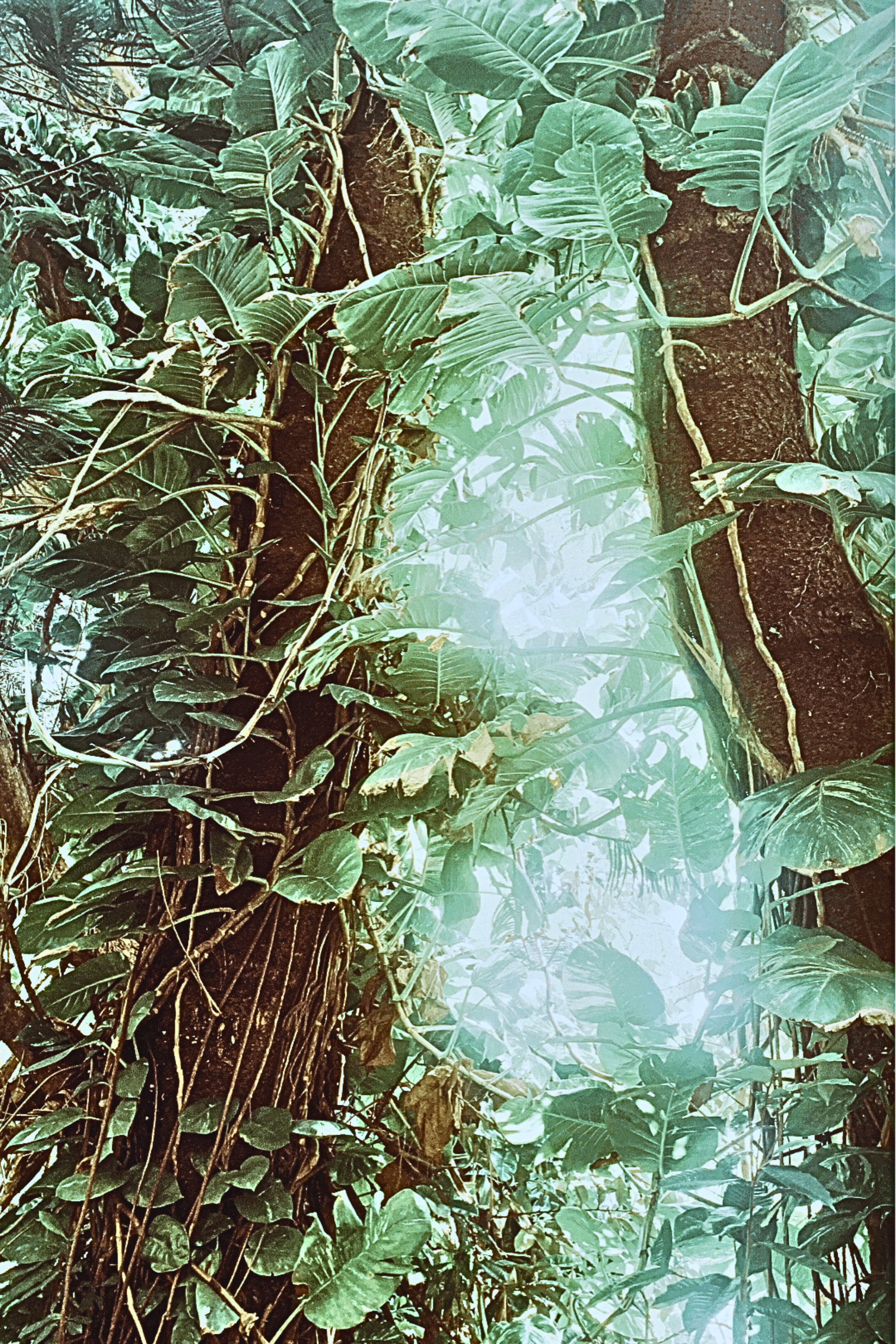 Untitled (Tarpaulin - 24 x 36 in (Portrait)).png