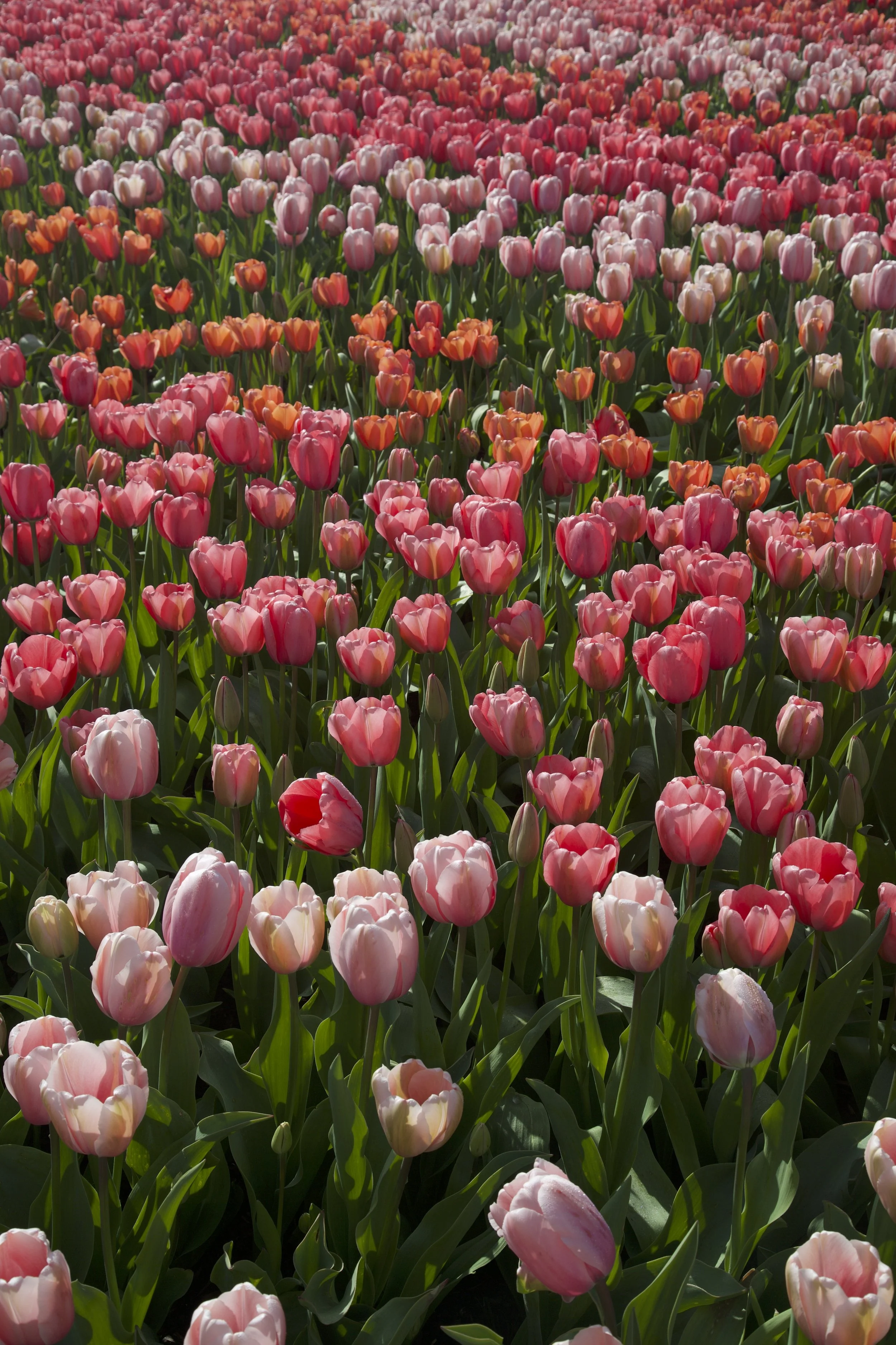 862A7407 copy.jpg