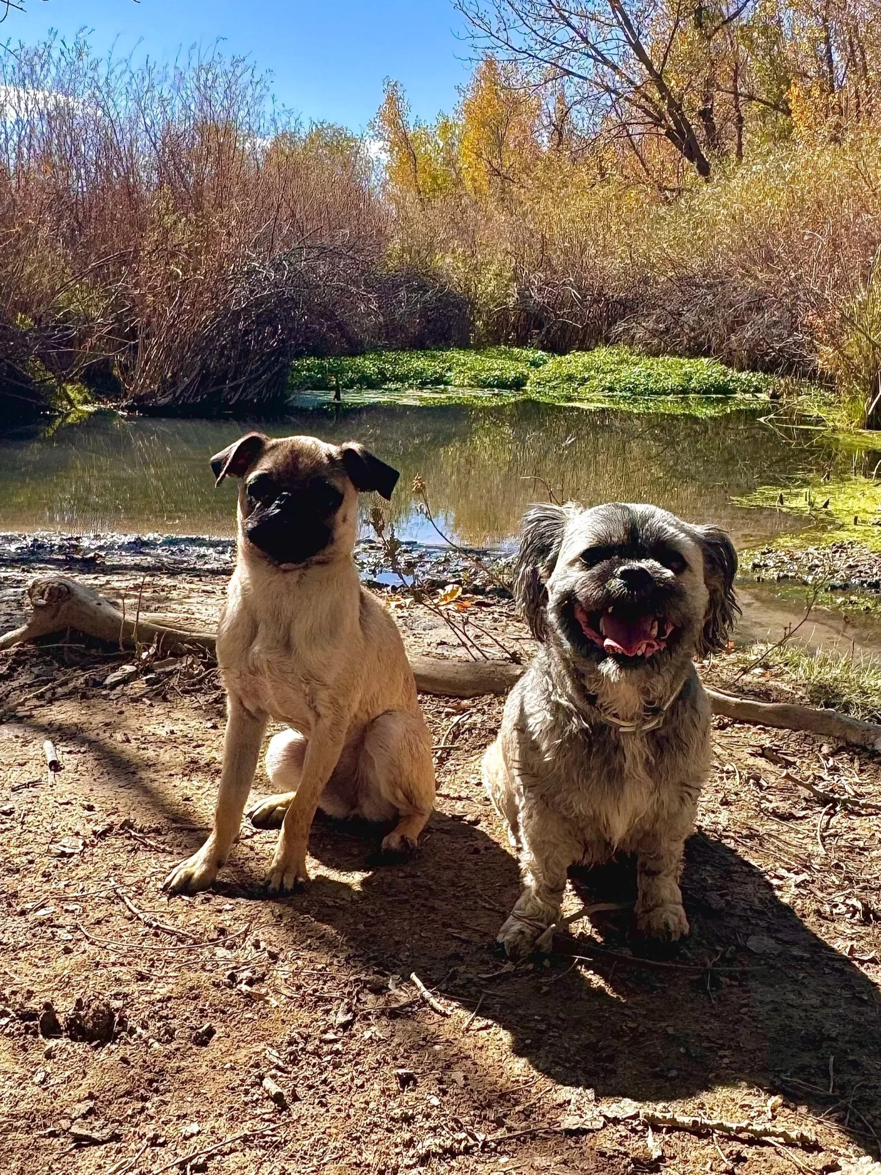 Two dogs sitting on dirt near a body of water with trees and foliage in the background on a sunny day.