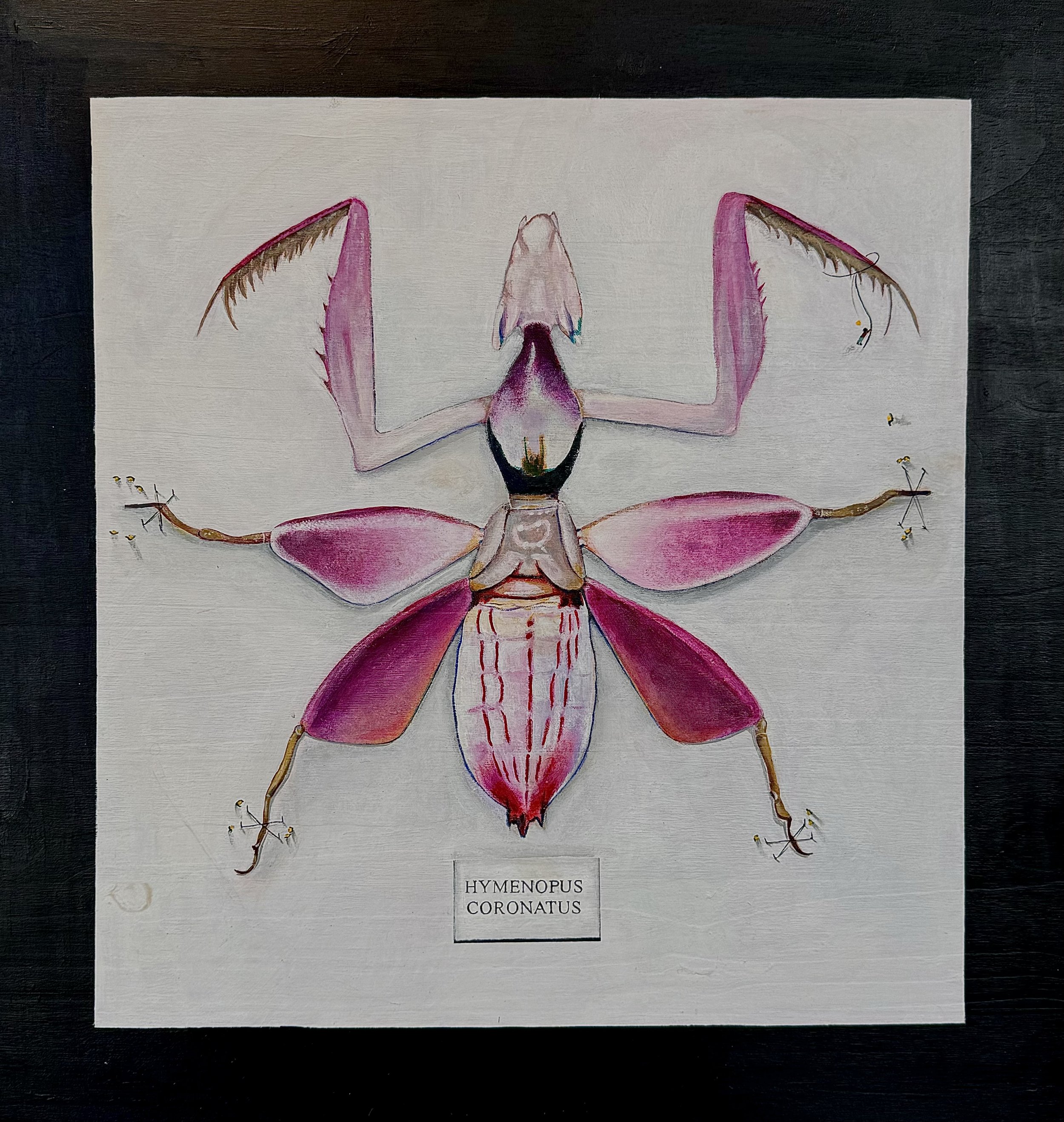 Orchid Mantis prints