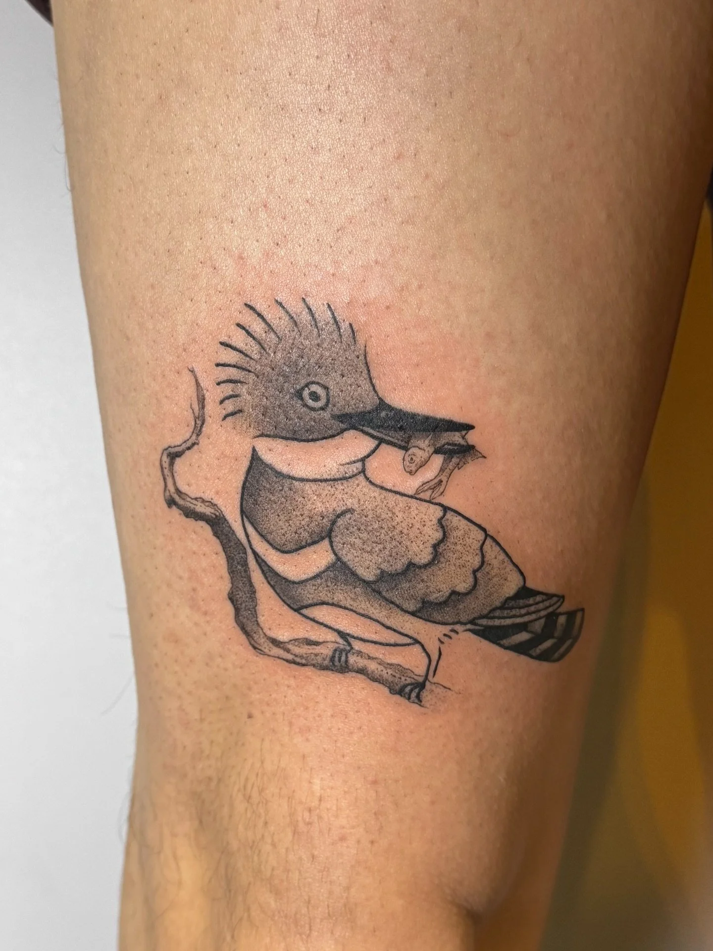 kingfisher for Gabe!
done @blackaltartattooco 

~ currently booking April/May ~ 
big or small, your design or mine
~ dm, text or email to book ~