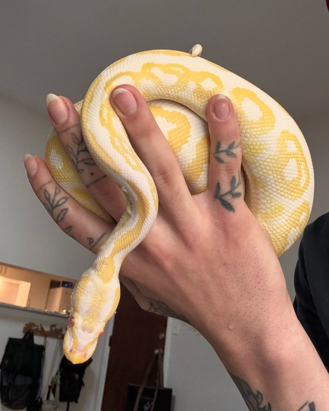 A person with tattoos holding a yellow and white patterned ball python snake in their hand indoors.