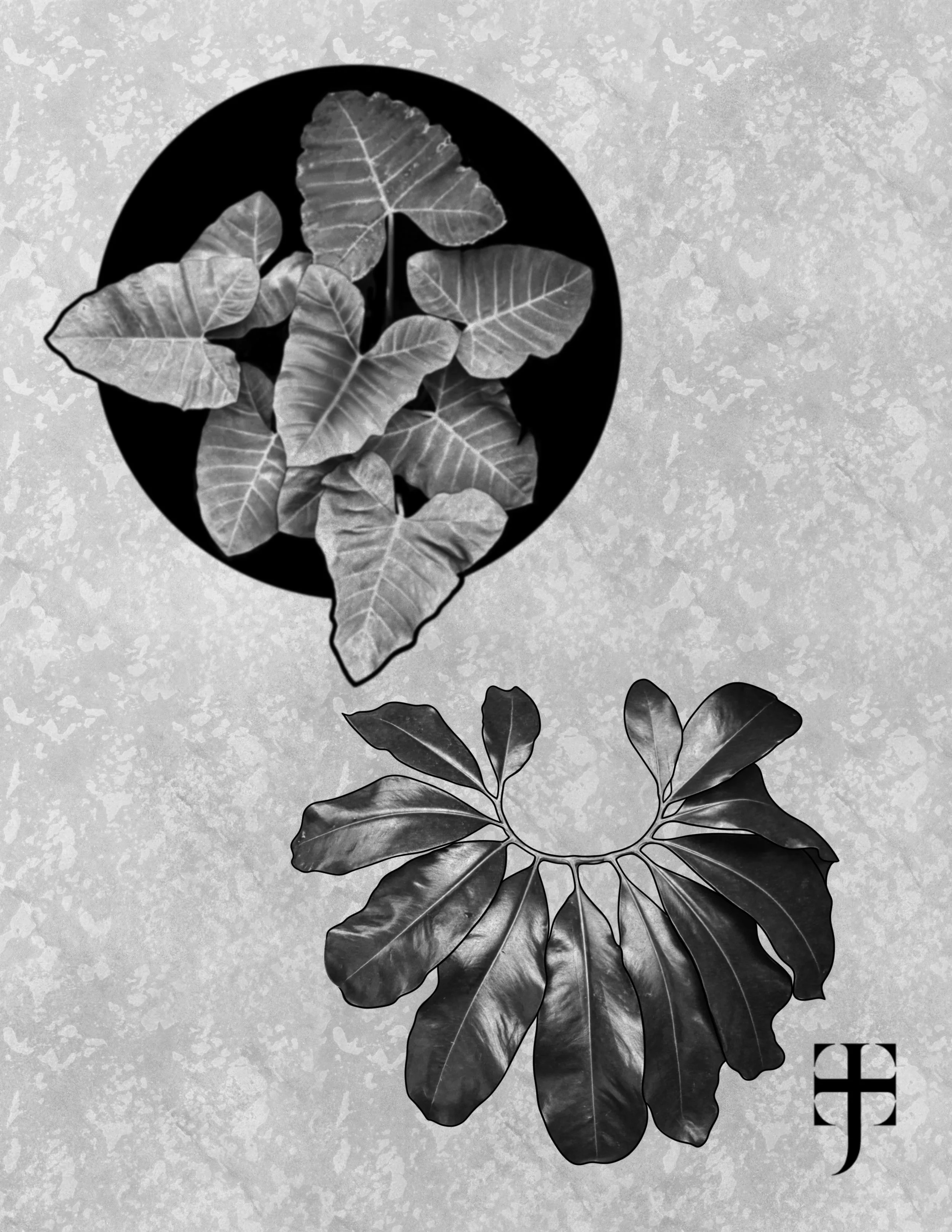 Black and white photo of two large African leaves placed on a table, with geometric design in the bottom right corner. The background is a textured surface.
