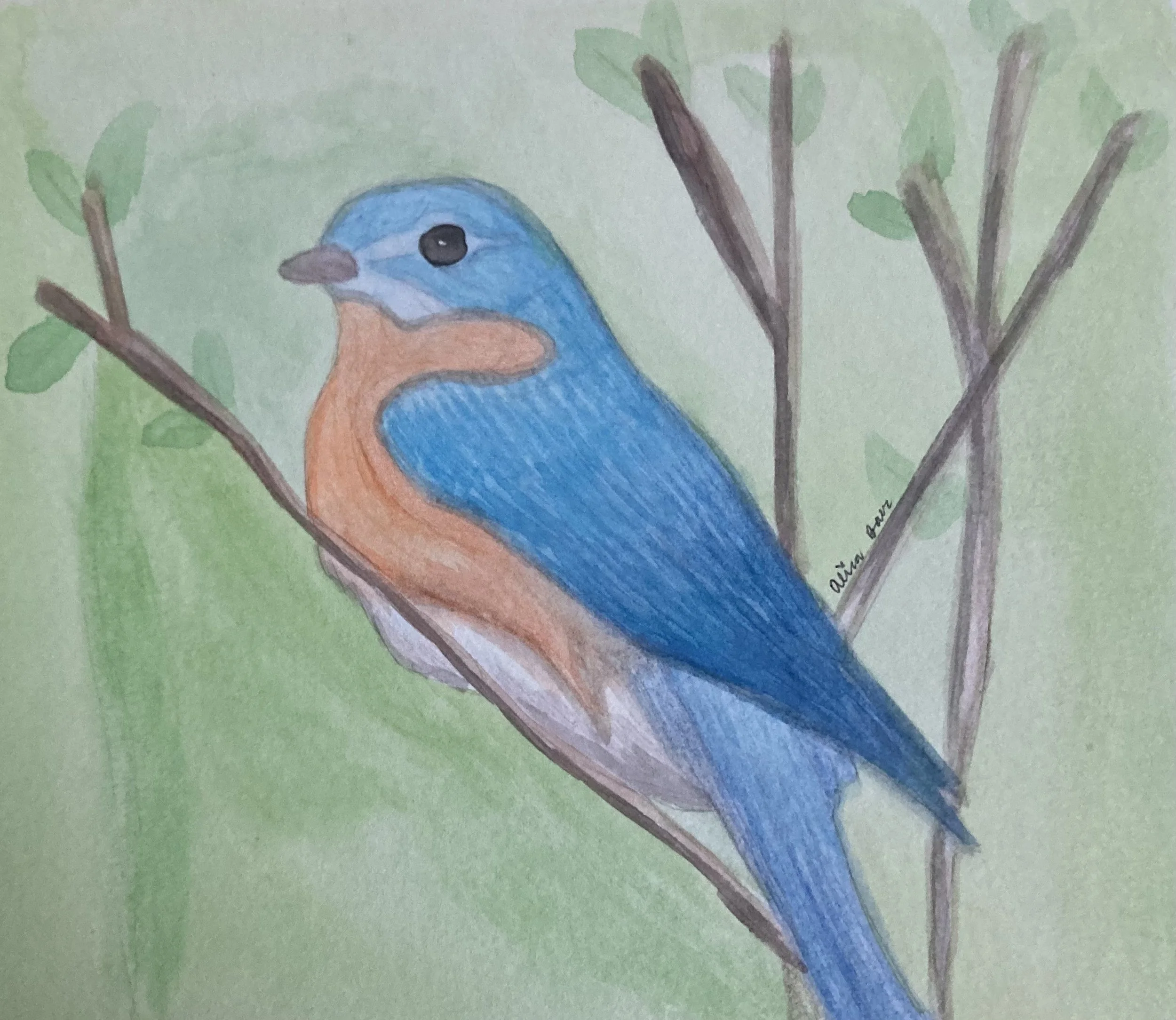 Colored pencil drawing of a blue and orange bird perched on a branch with green leaves, on light green background.