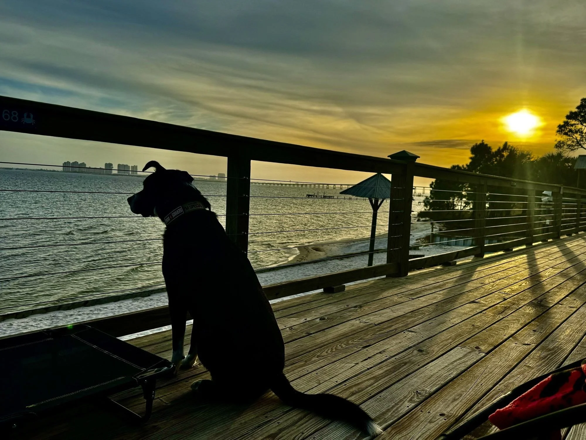 Meet Pinky: The Service Dog Behind Our Story