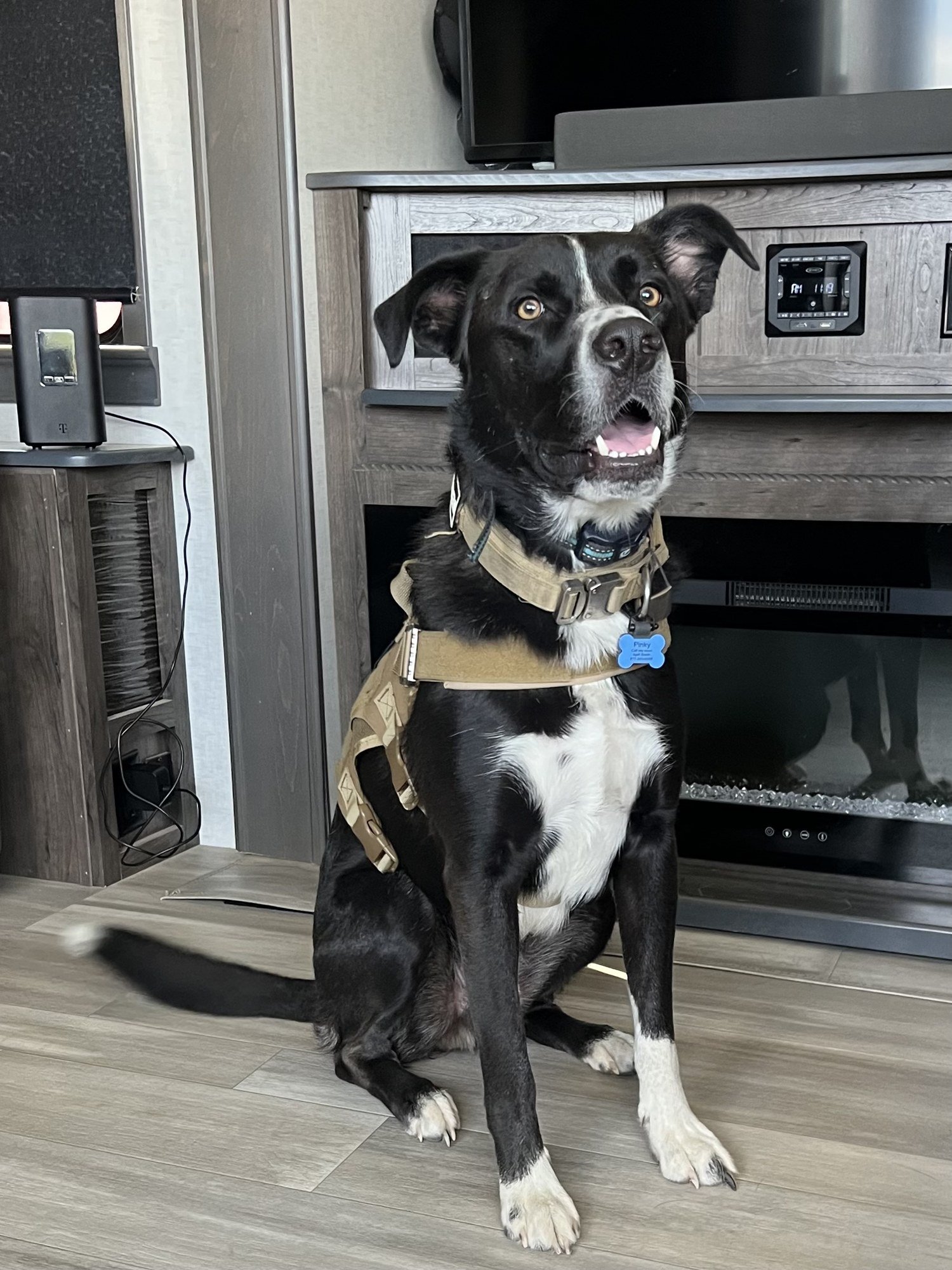 Pinky, the real service dog behind the Pinky Adventures books