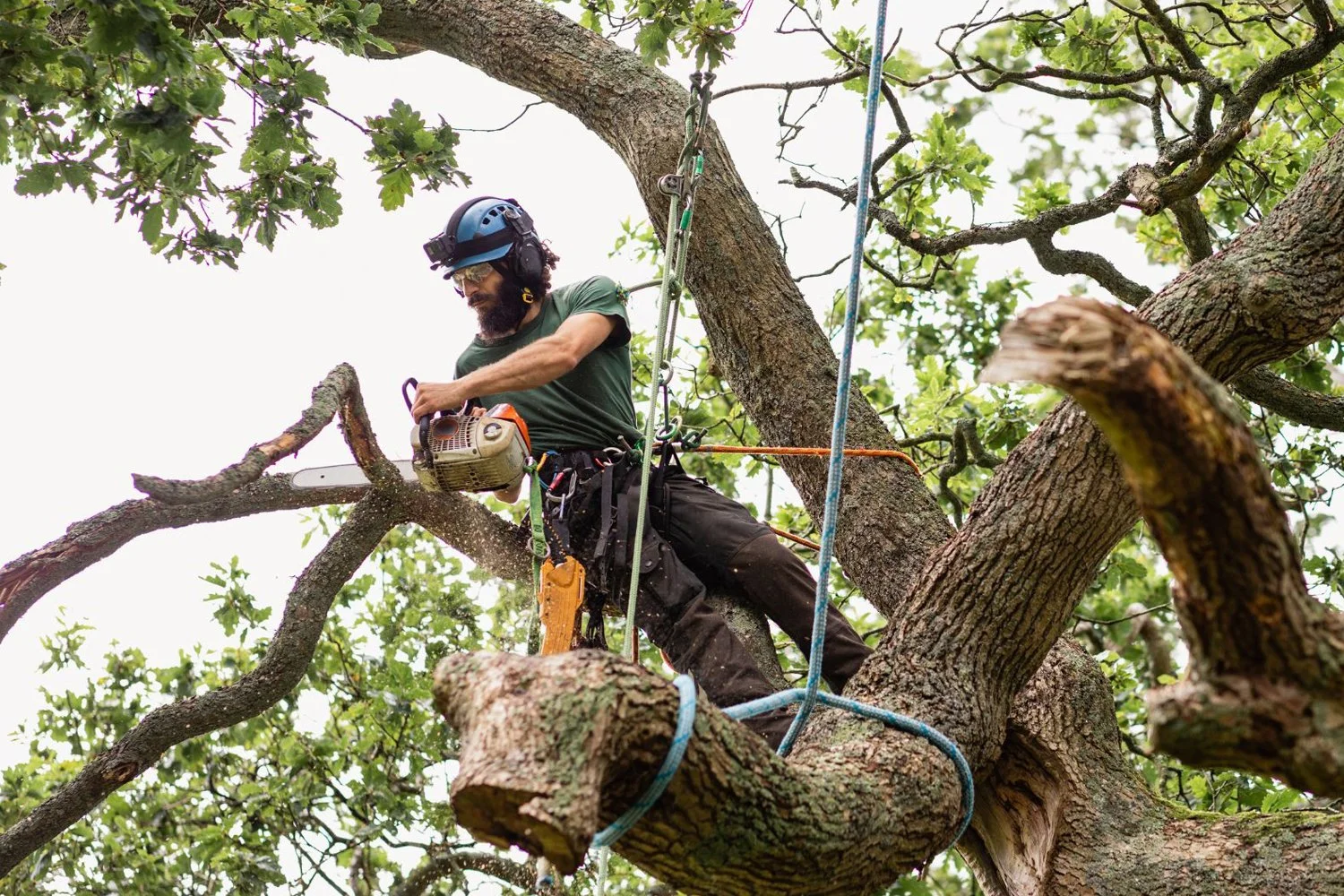 A person wearing safety gear, including a helmet and ear protection, is trimming a large tree with a chainsaw while perched on the branches.