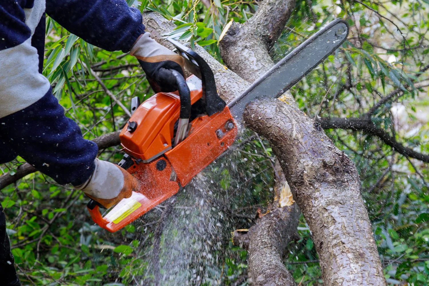 Person using a chainsaw to cut a tree branch outdoors, wearing gloves and protective clothing.