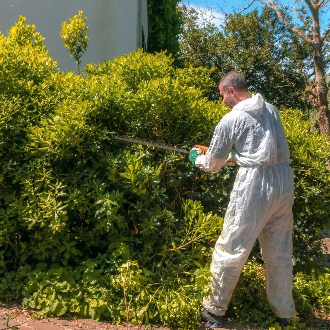 A person wearing a protective white jumpsuit, gloves, and glasses is trimming or cutting a large green bush with a hedge trimmer outdoors on a sunny day.