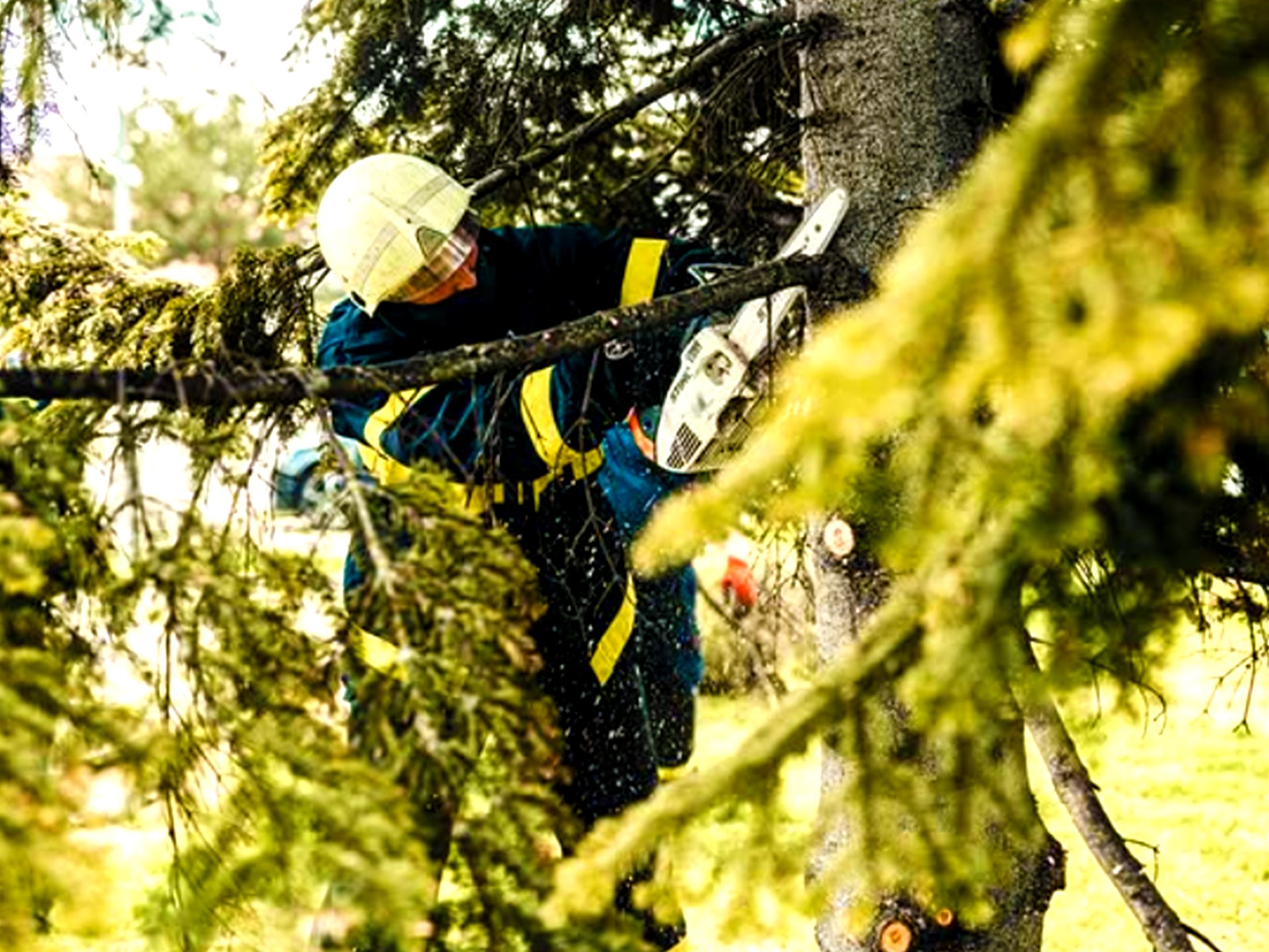 A firefighter wearing a helmet and protective clothing cutting a fallen tree branch with a chainsaw in a green wooded area.
