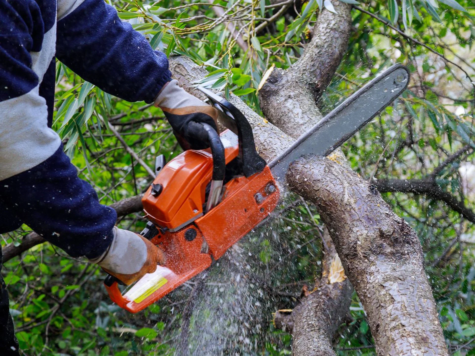 Person cutting a tree branch with a chainsaw in an outdoor setting surrounded by green leaves and branches.