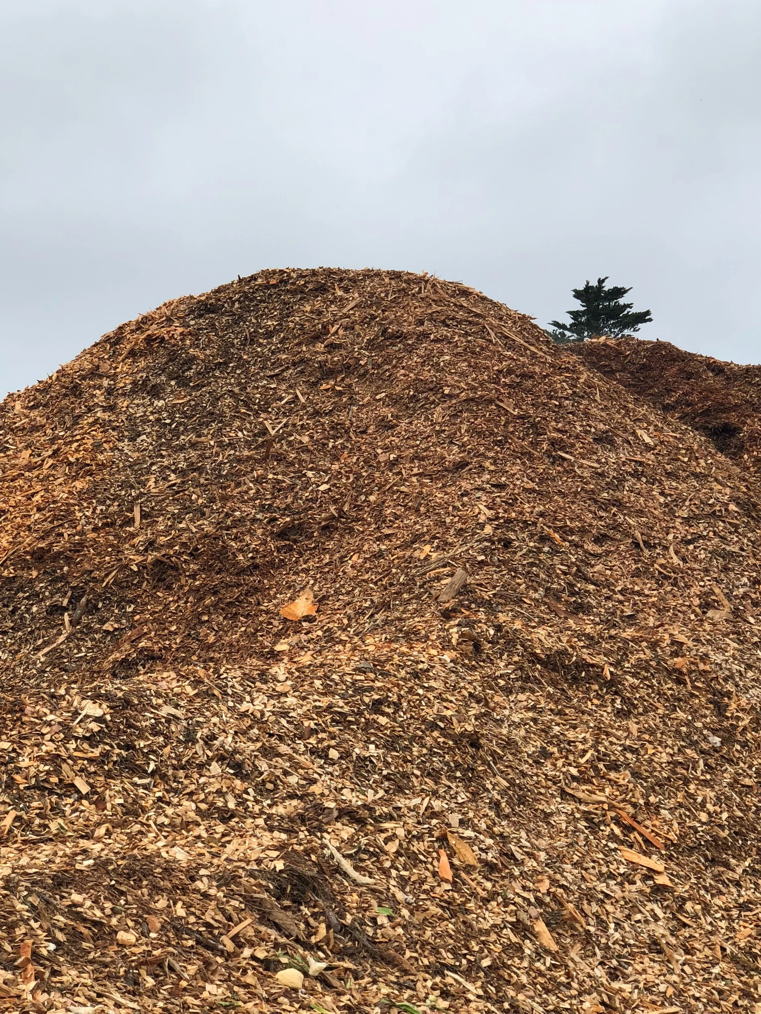 Hey Everyone,

Get your orders in quick while stocks last - School holidays winter special 8M of aged mulch delivered local $200 free delivery + $50 for Whangaparaoa &amp; north shore delivery&rsquo;s discounts will be offered for bulk delivery&rsquo