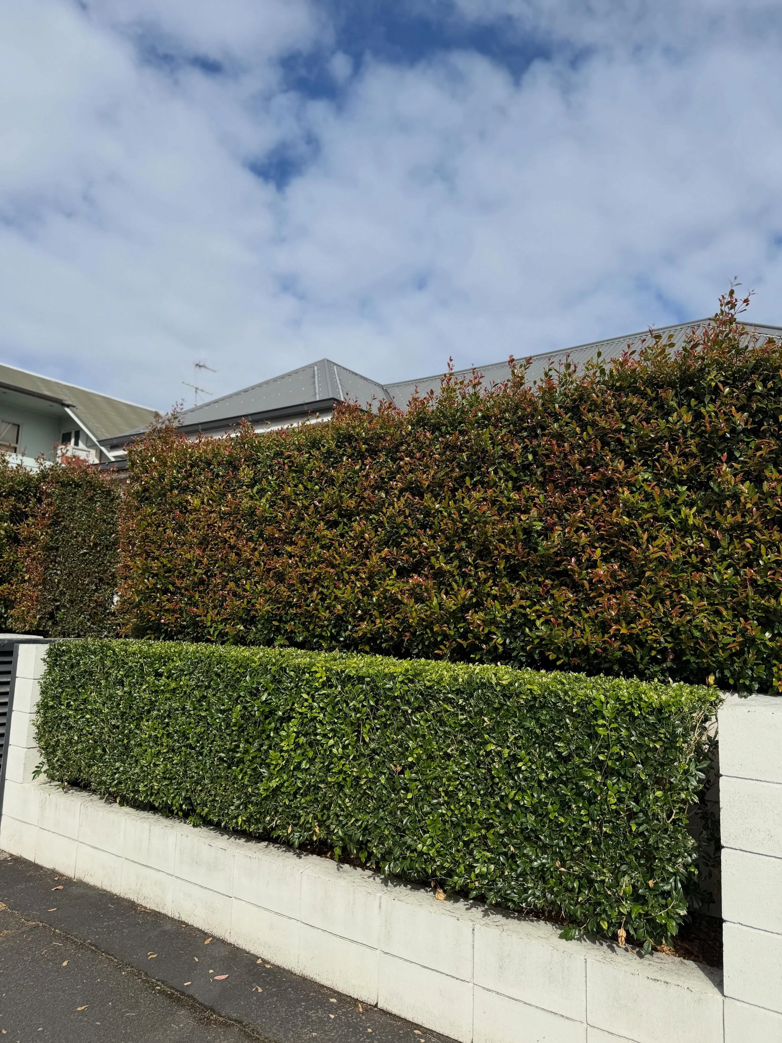 Before and after of some hedges we recently completed down in Devonport.