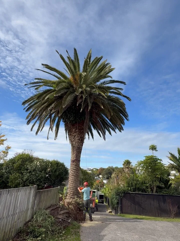 Nice big pheonix palm removal today glad we could fell this one. 😆
