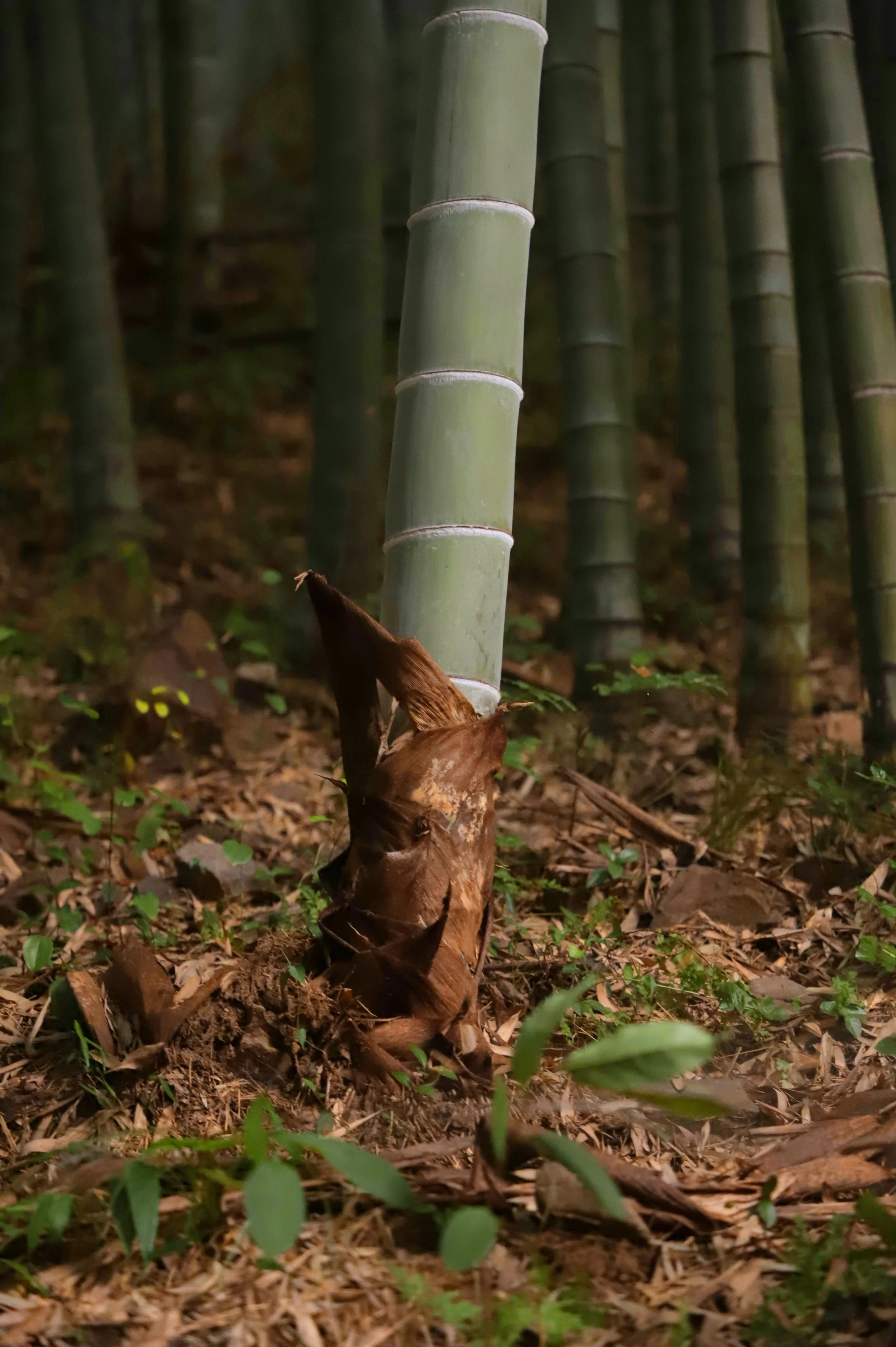Close-up of a green bamboo stalk in a forest, with several more bamboo stalks in the background and forest floor covered with leaves and small plants.