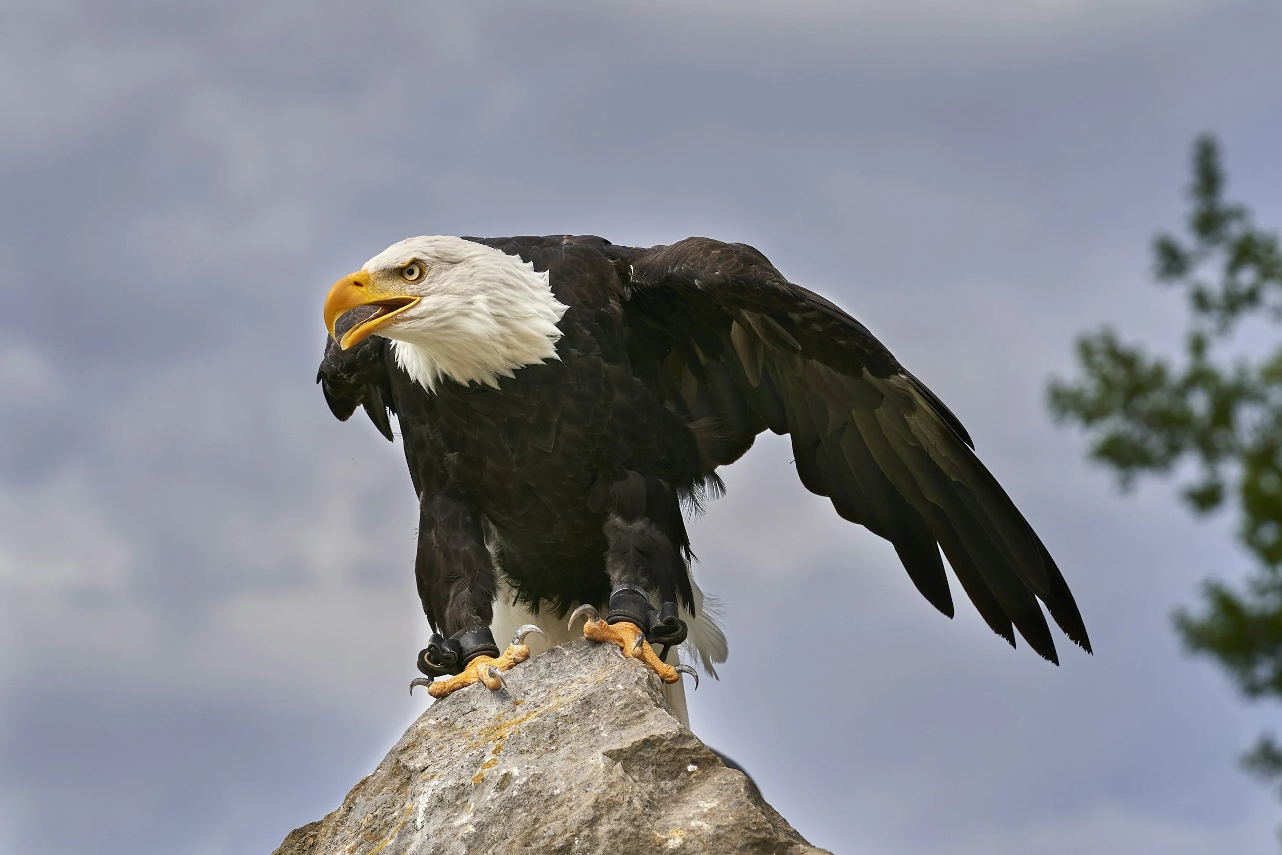 A bald eagle perched on a rock with a cloudy sky in the background, its beak open and head turned slightly to the side.
