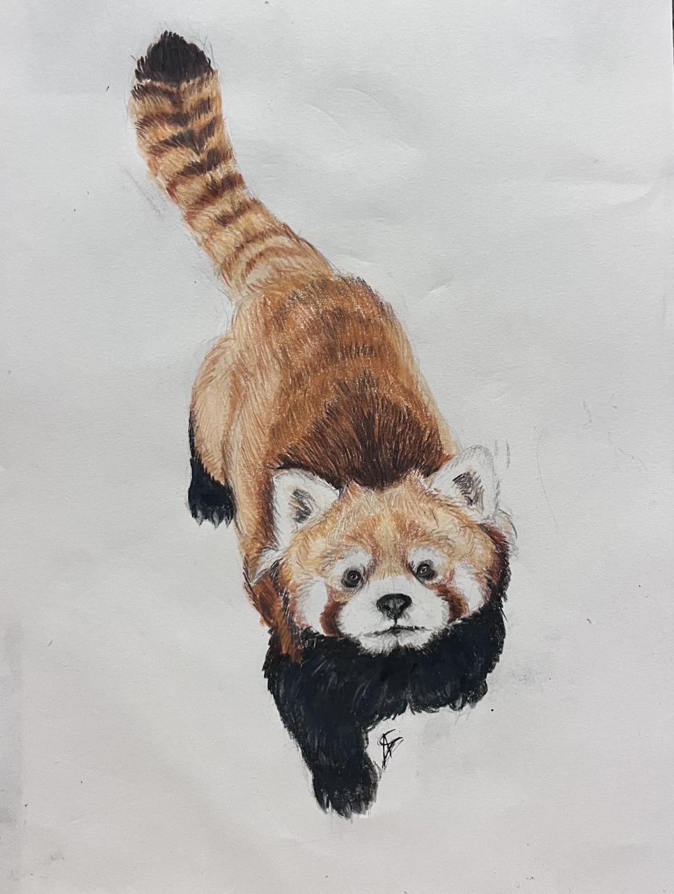 Red Panda