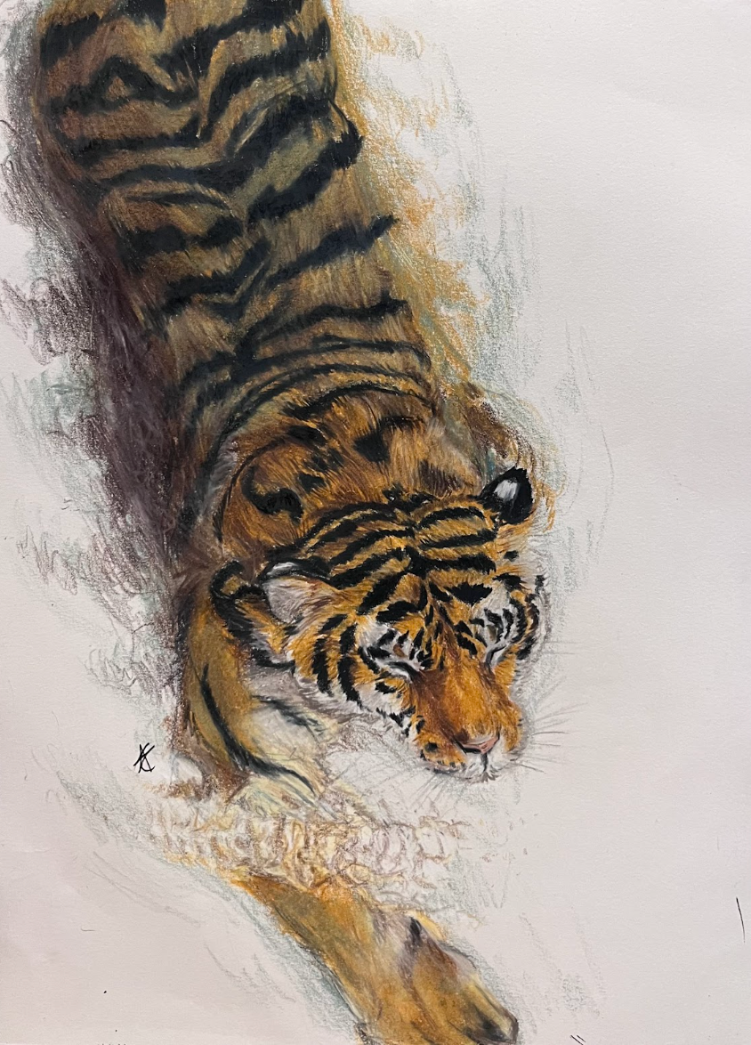 Swimming Tiger