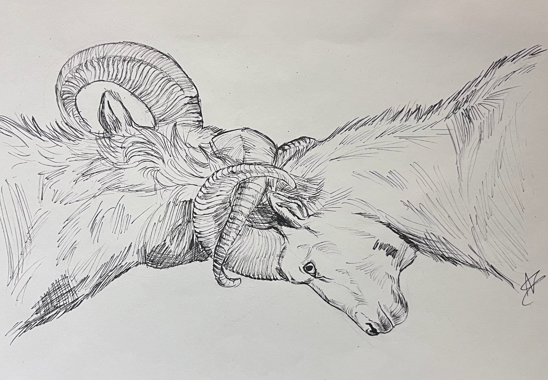 Interlocked Rams