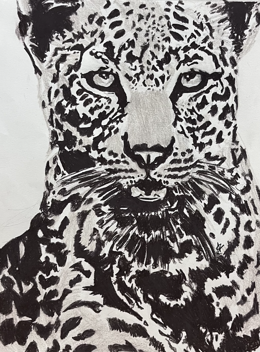 Leopard