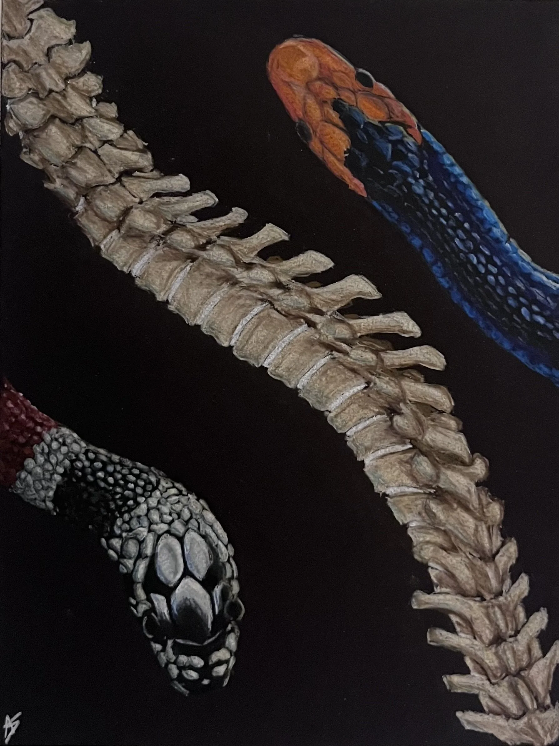 Snake Spines