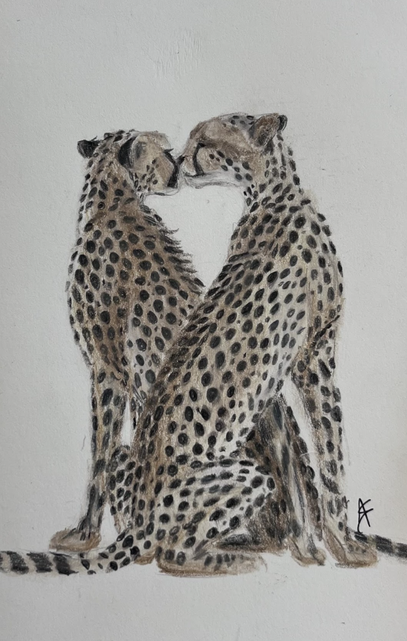 Cheetahs