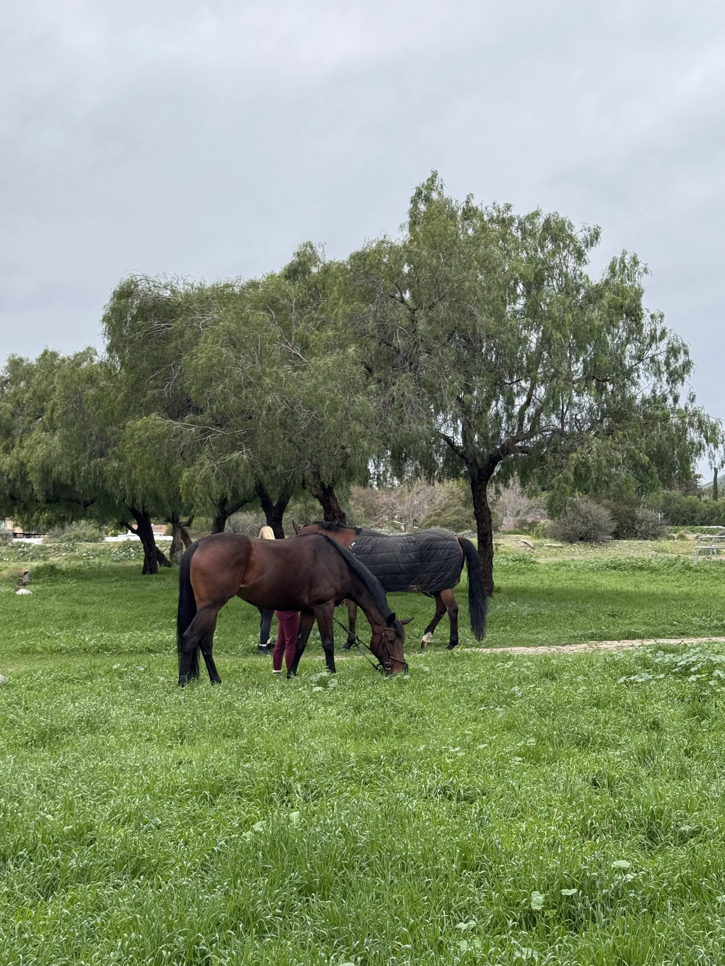 Grazing horses in a lush green field with trees and cloudy sky in the background.