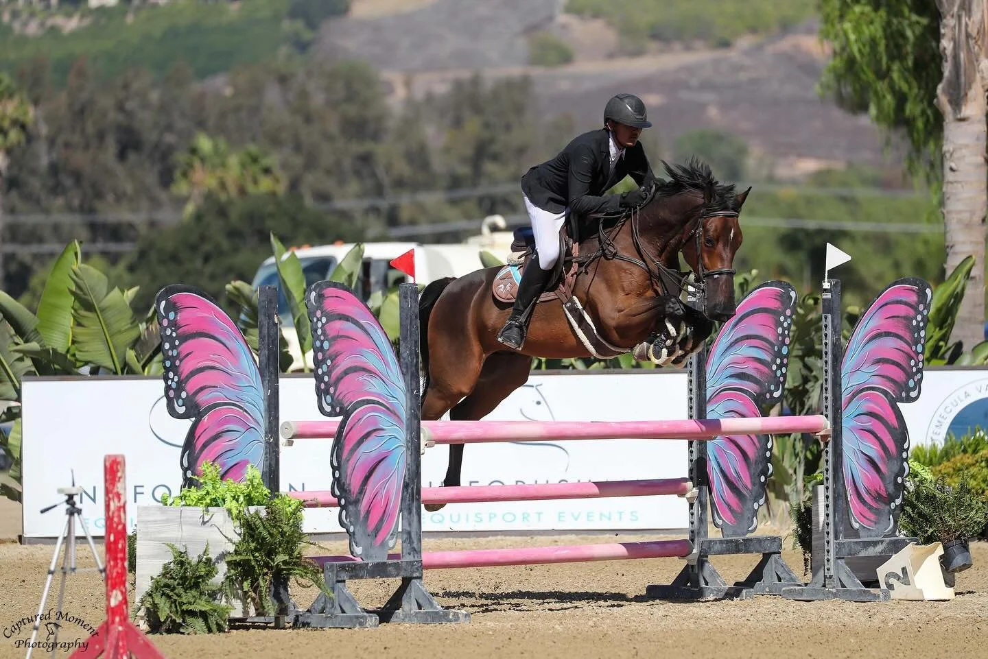 A rider dressed in black with a helmet and white riding pants jumping over a pink and blue winged butterfly-themed obstacle on a brown horse in a show jumping competition.