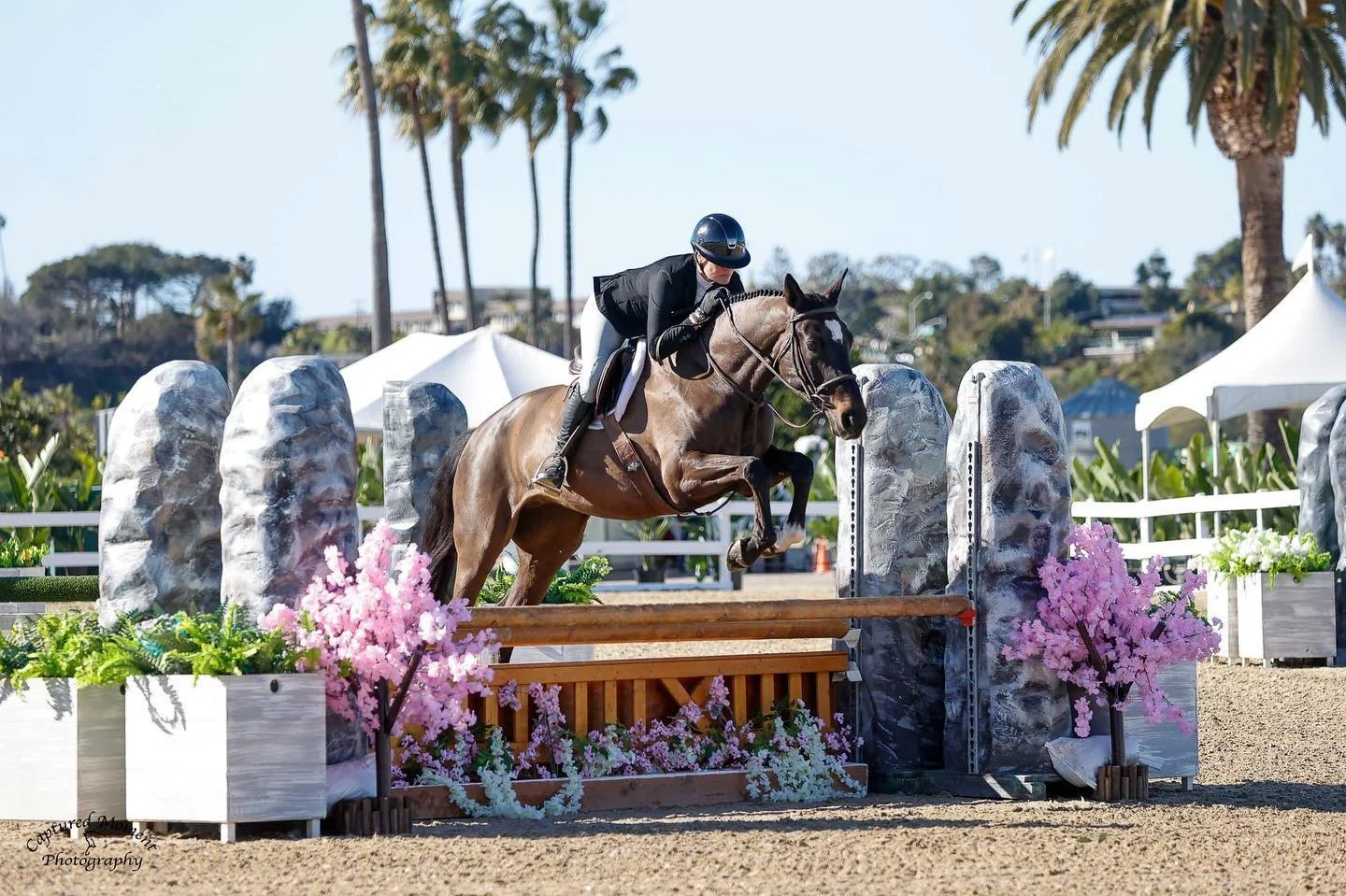 A rider in black attire and helmet jumps a brown horse over an obstacle decorated with pink flowers during an equestrian show, with palm trees and tents in the background.