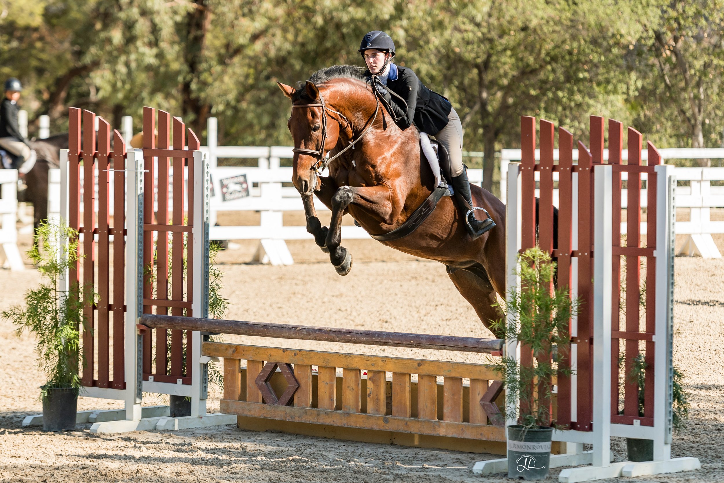 A female equestrian rider guiding a bay horse over a show jumping obstacle in an outdoor arena surrounded by trees.