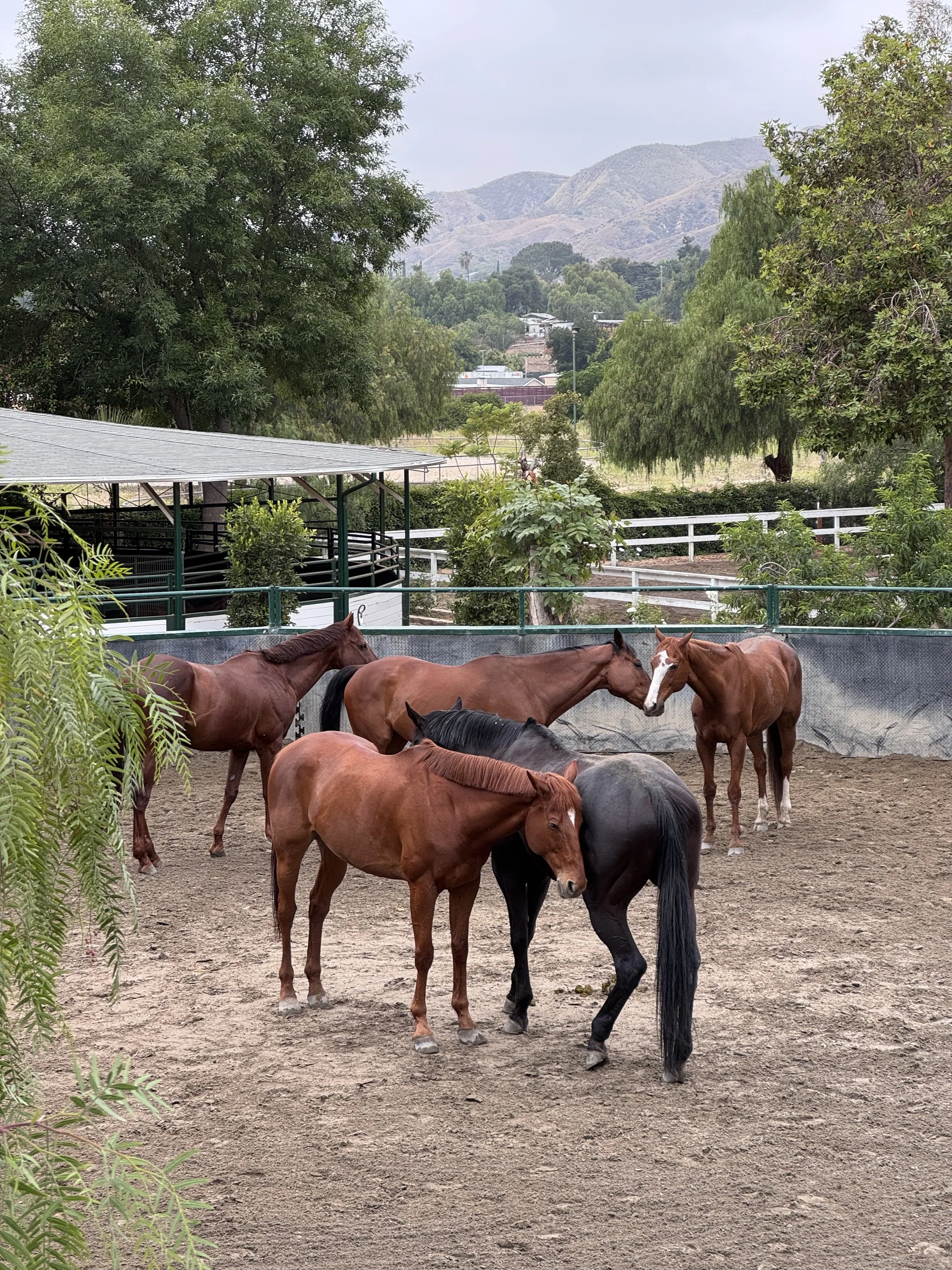 Several horses in a fenced outdoor area, with trees and mountains in the background, and a cloudy sky.