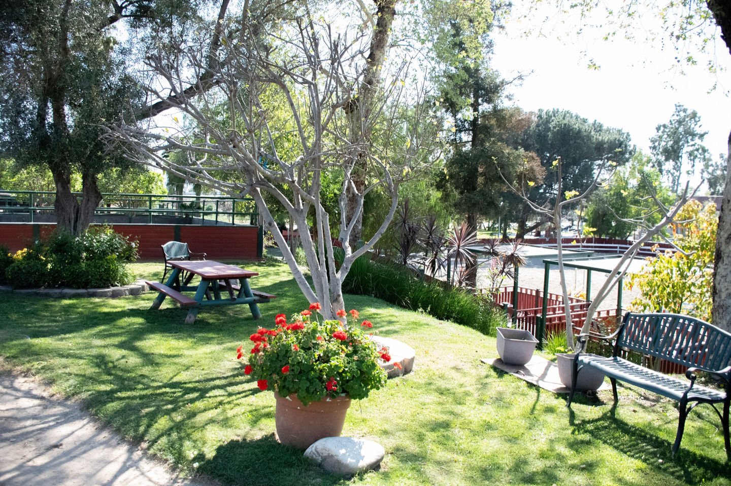 A sunny garden with a picnic table, benches, potted plants, and a flowering red geranium in a large pot. There are trees and a fence in the background.