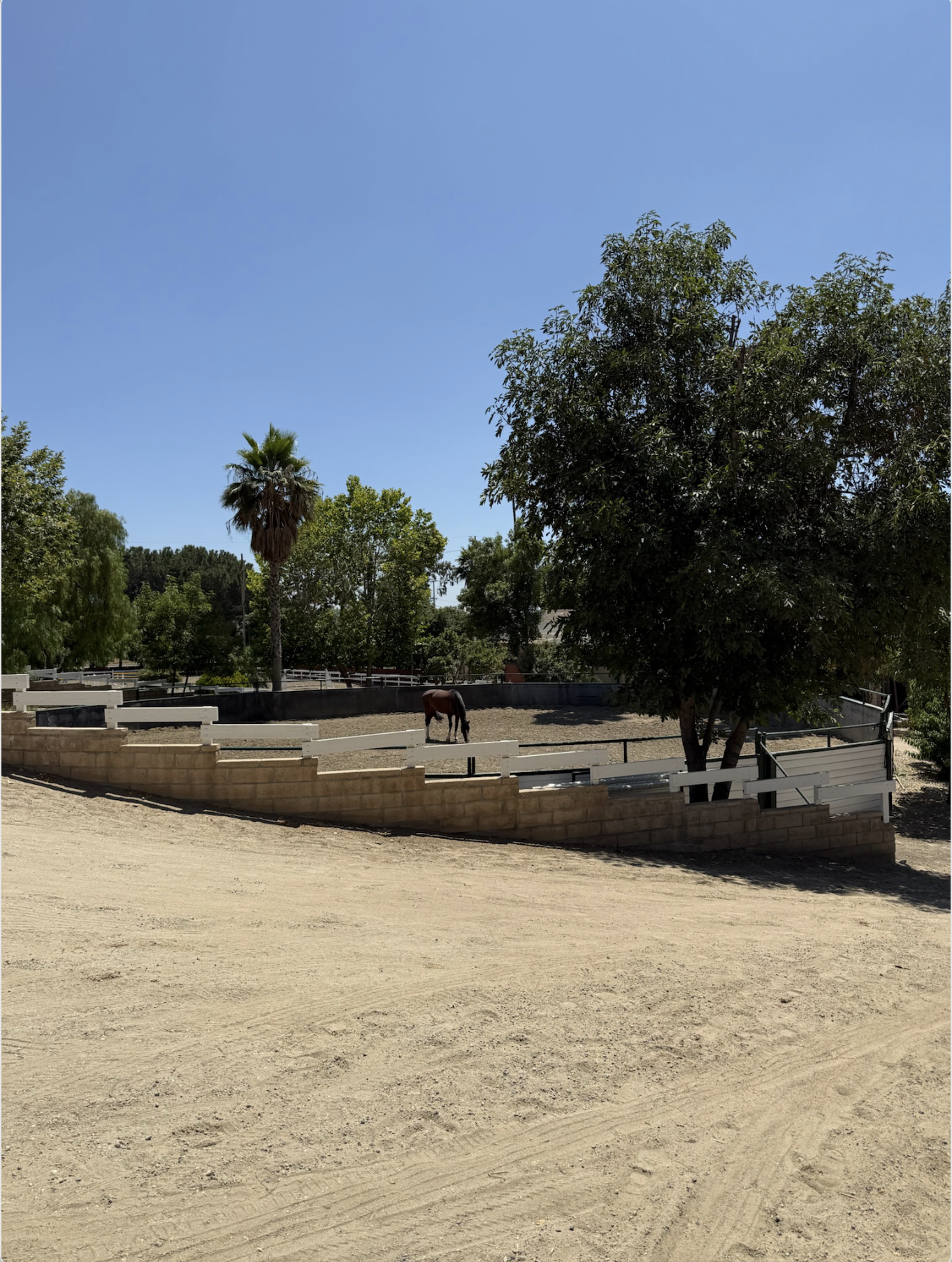 Dirt riding area with a horse within a fenced enclosure, surrounded by various trees including a tall palm tree and a large leafy tree under a clear blue sky.